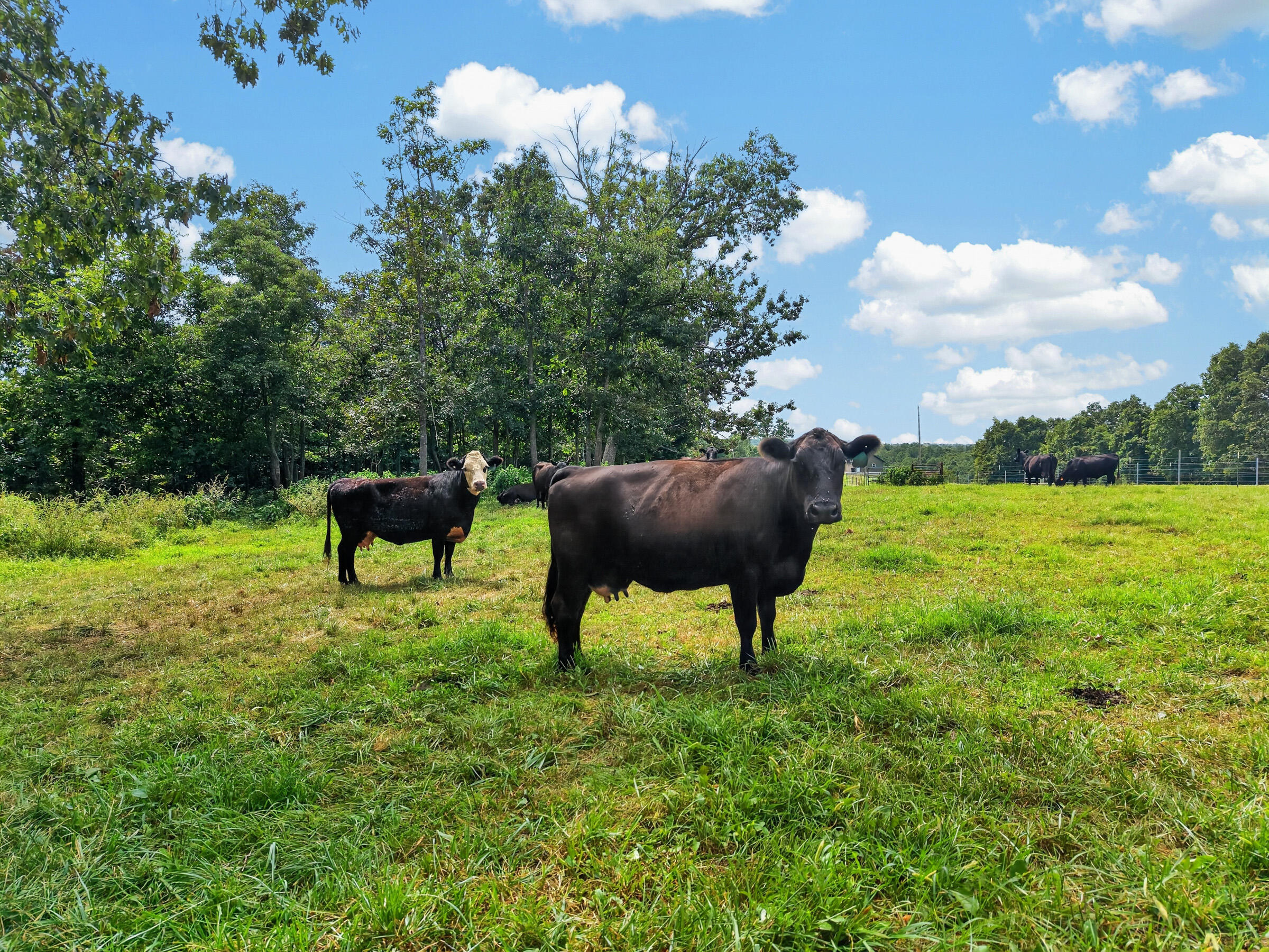 4083 State Route W Property Photo 12