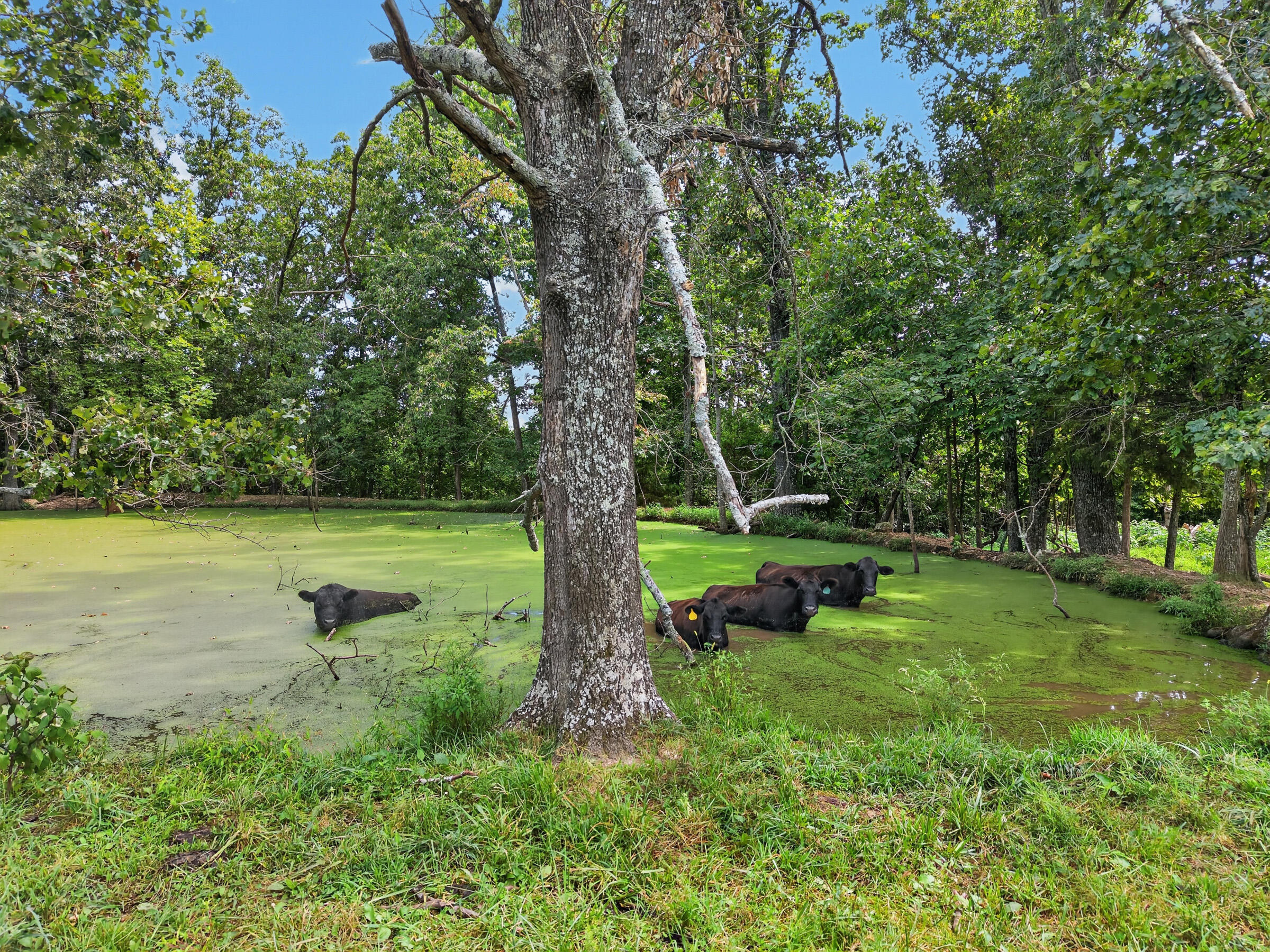 4083 State Route W Property Photo 50