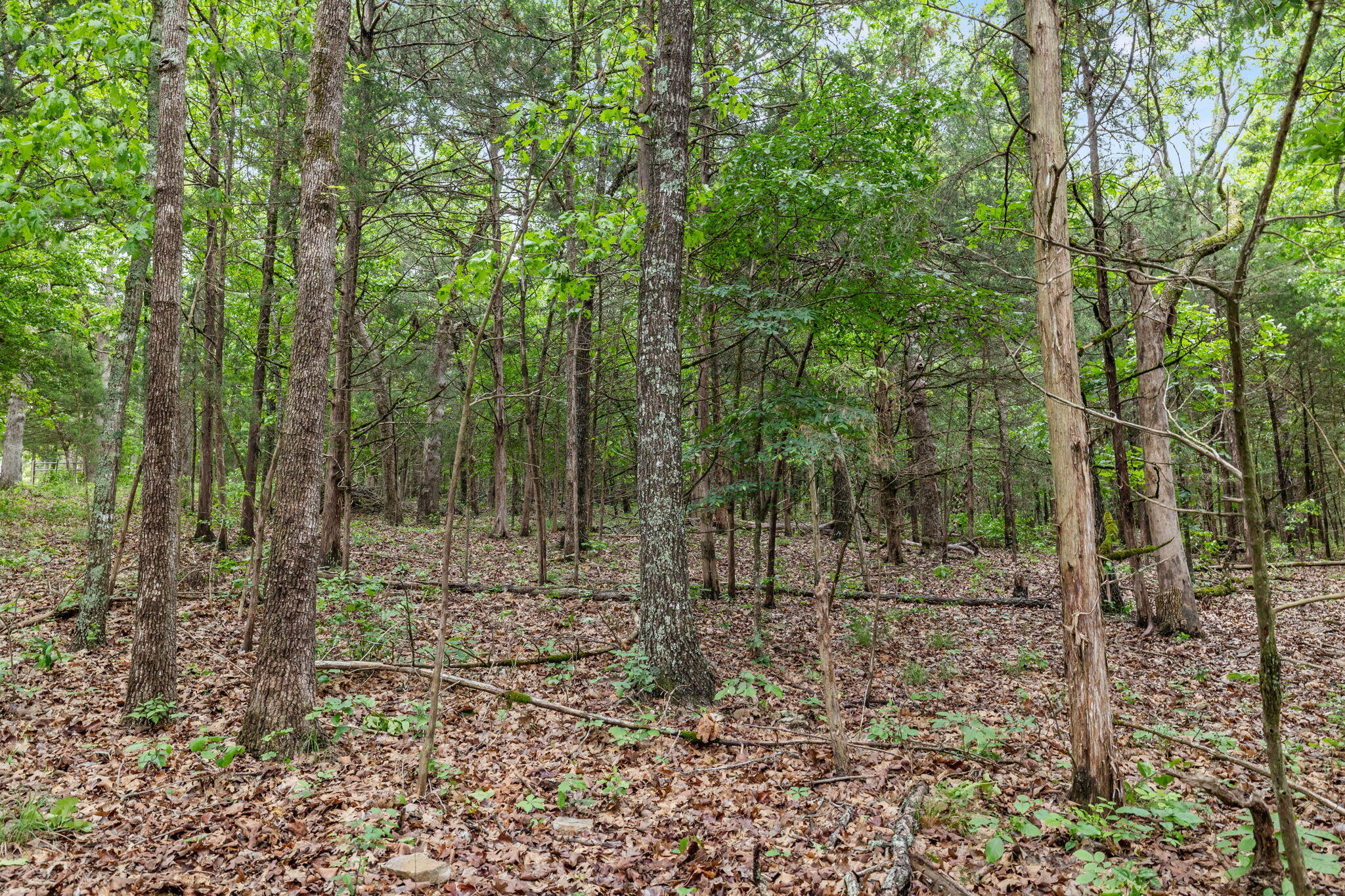 1181 County Road 504 Property Photo 109