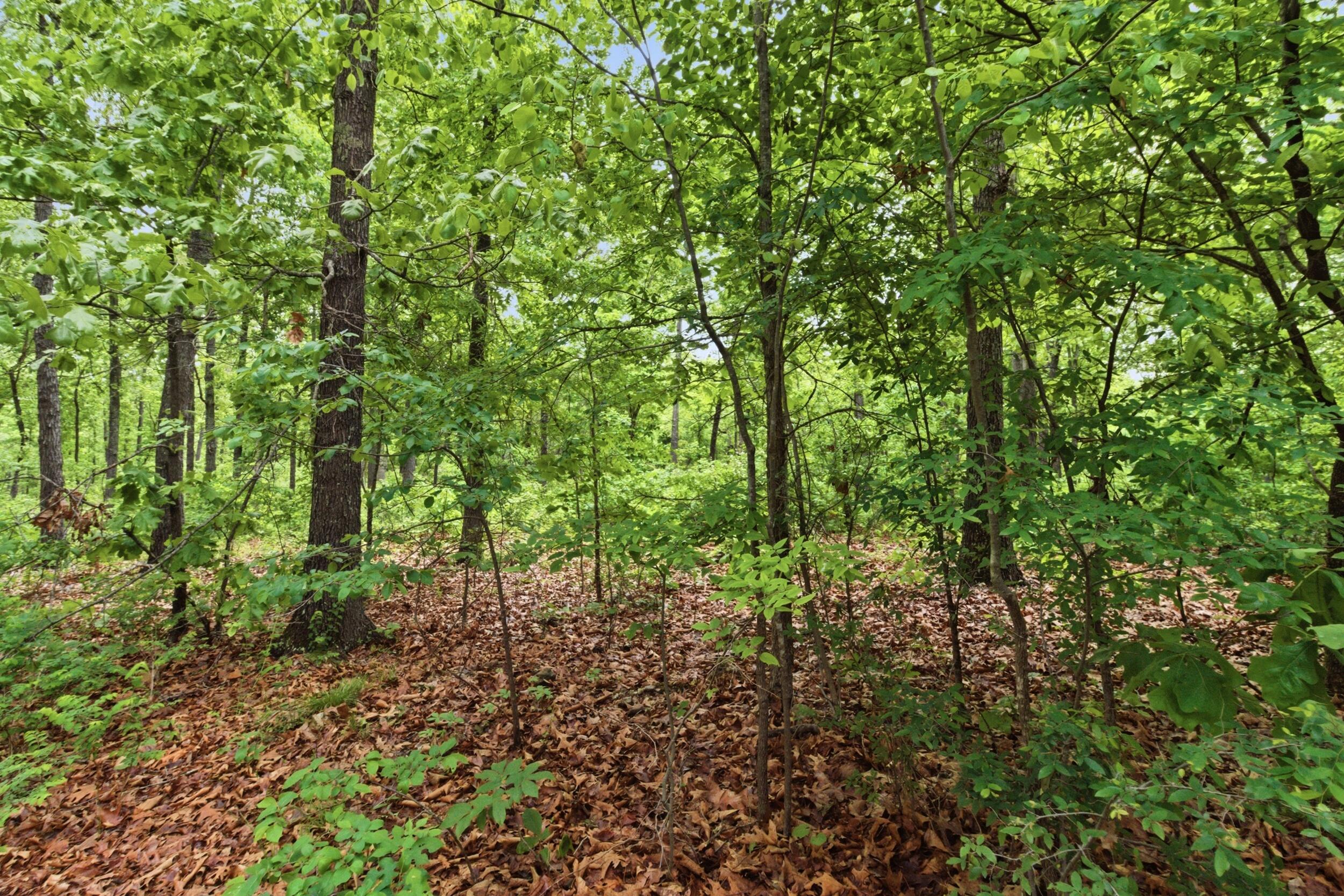 358 County Road 343 Property Photo 54