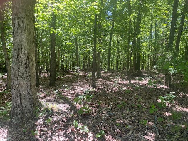 L42a & 43a Eaglecrest Road Property Photo 6