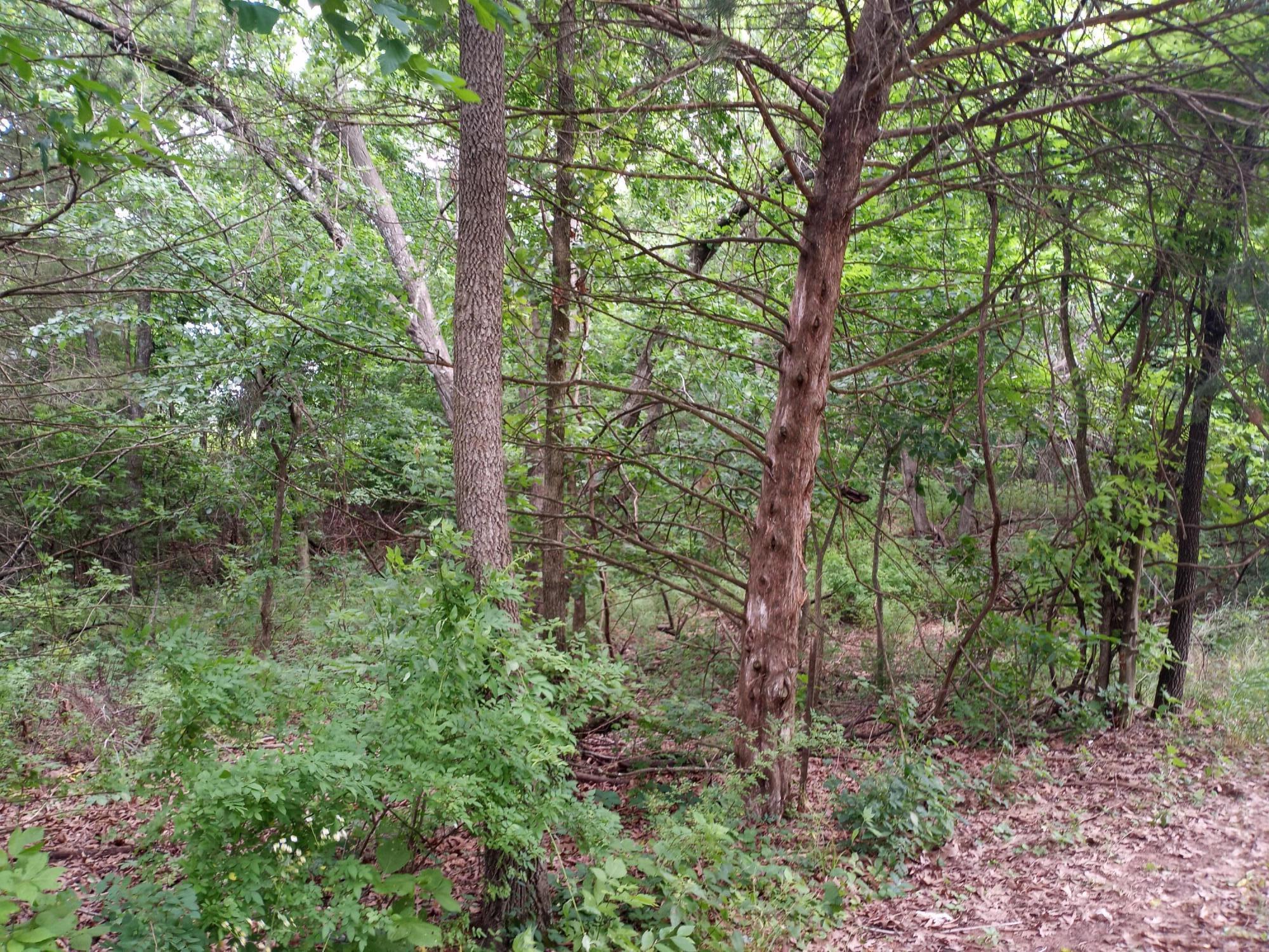 15734 Farm Road 2140 Property Photo 10