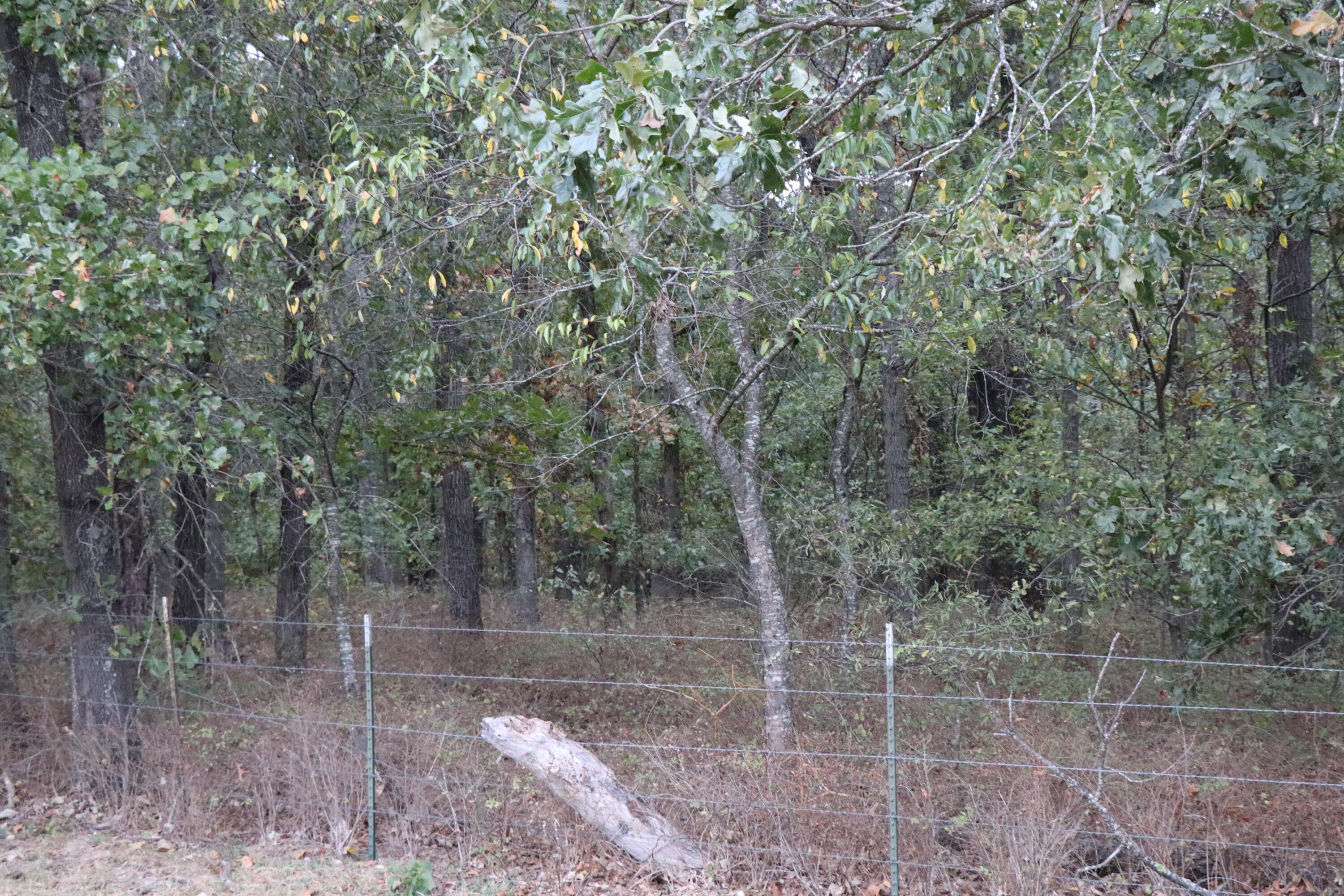 15734 Farm Road 2140 Property Photo 13