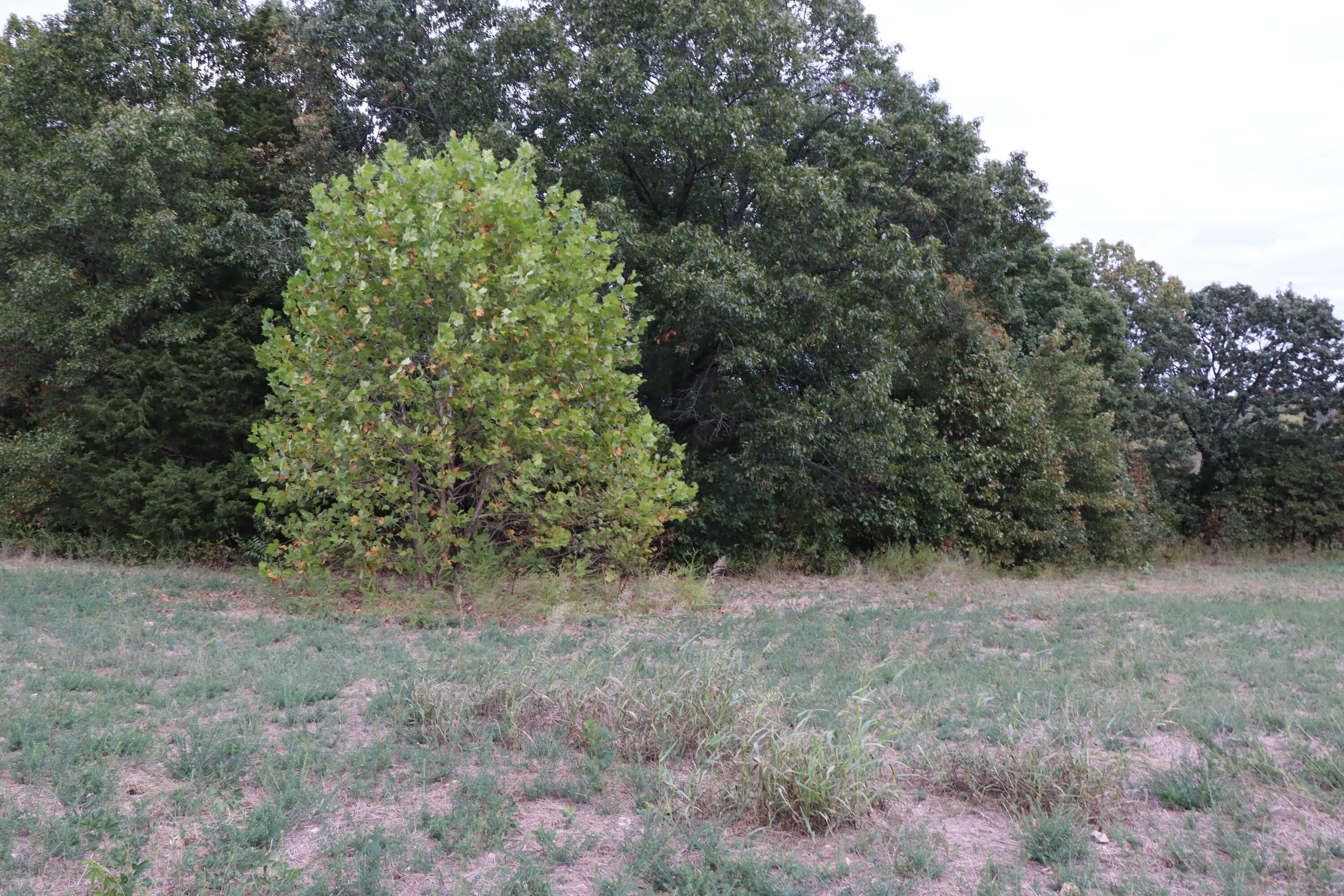 15734 Farm Road 2140 Property Photo 32