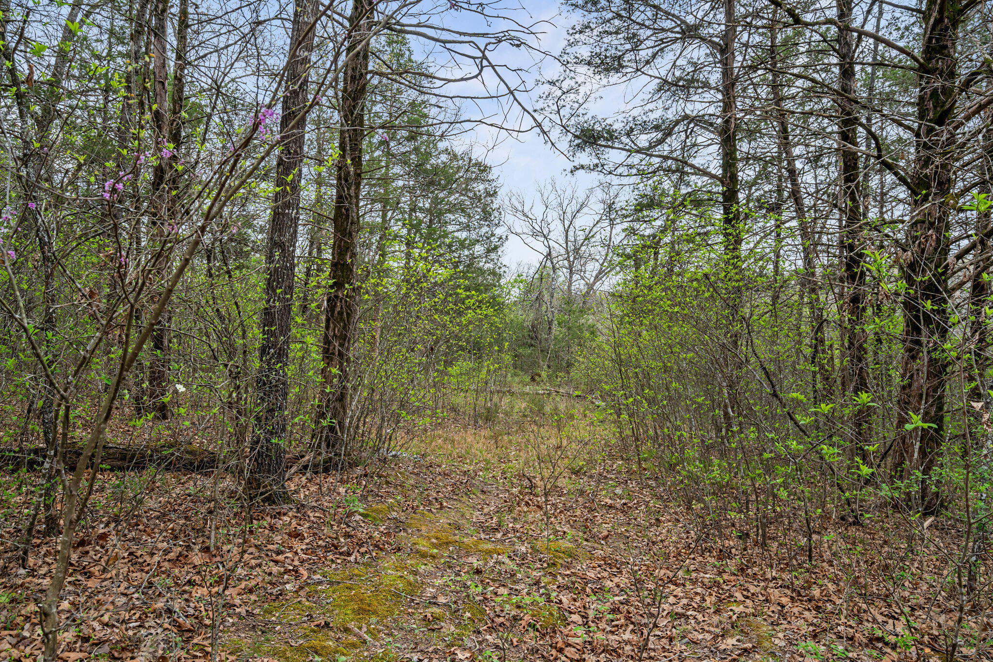 342 & 343 Turkey Mountain Estates Property Photo 4