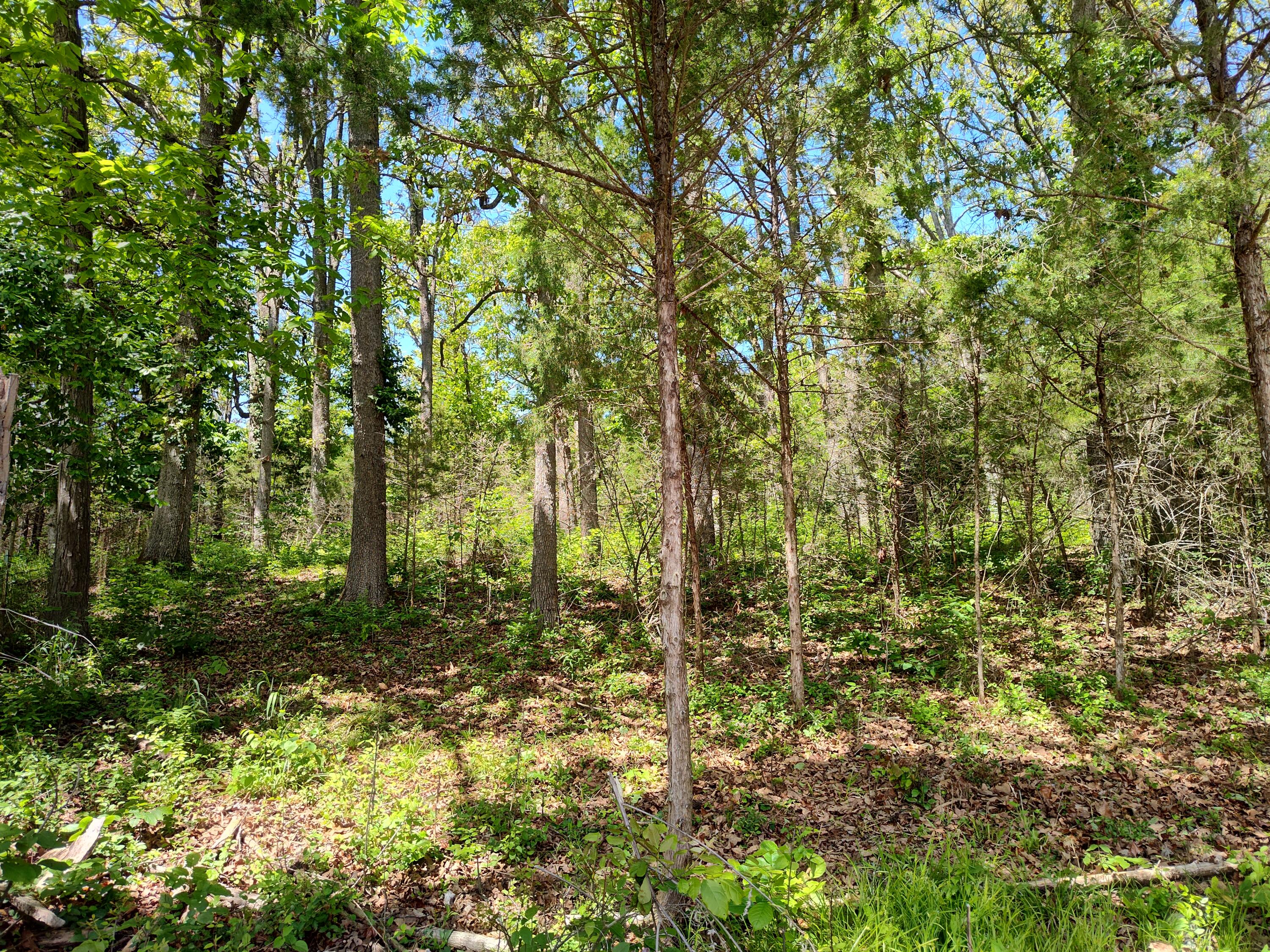 000 Woodland Drive Property Photo 3