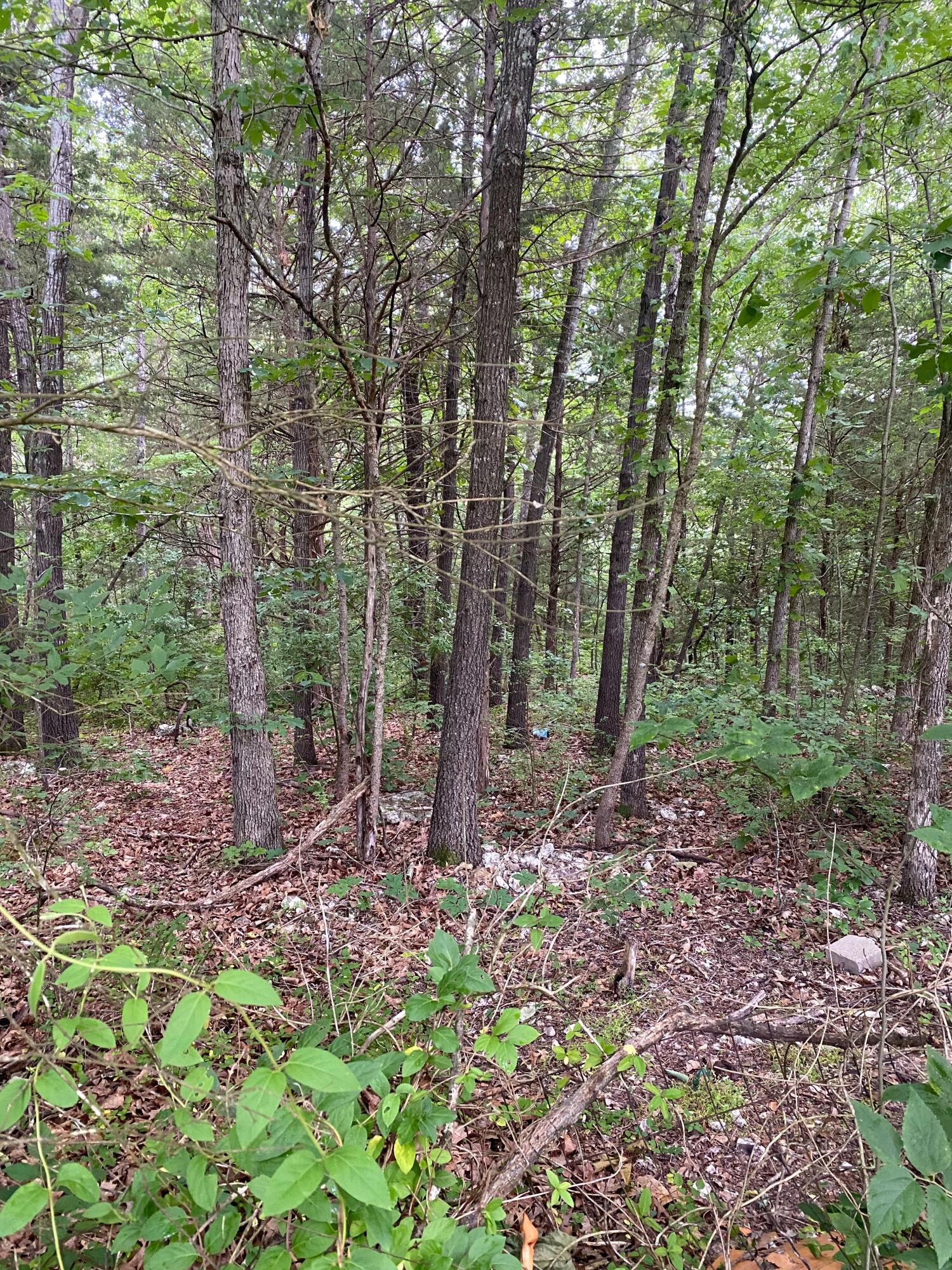 Lot #27 Gumbo Woods Property Photo 4