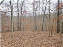 80+/-acres Proctor Lane Property Photo 15