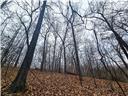 80+/-acres Proctor Lane Property Photo 16
