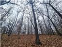 80+/-acres Proctor Lane Property Photo 17