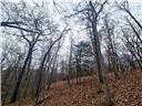 80+/-acres Proctor Lane Property Photo 18