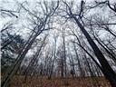 80+/-acres Proctor Lane Property Photo 19