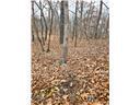 80+/-acres Proctor Lane Property Photo 26