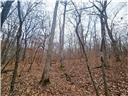 80+/-acres Proctor Lane Property Photo 31