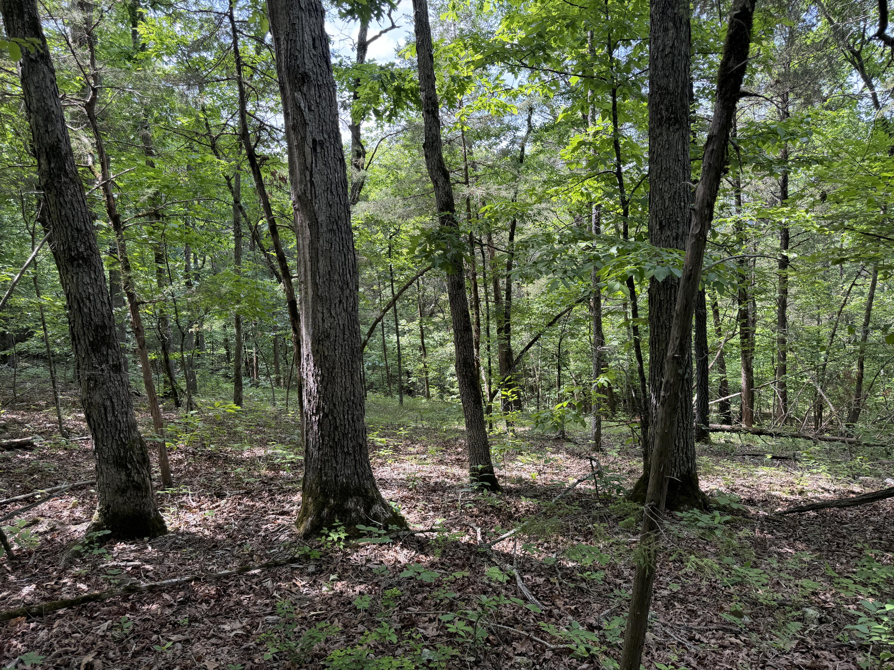 000 Moore Bend Road Property Photo 3