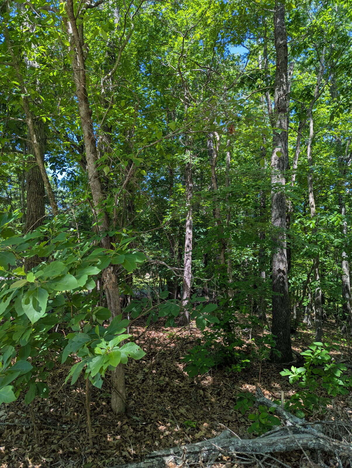 000 Fine Drive Property Photo 1