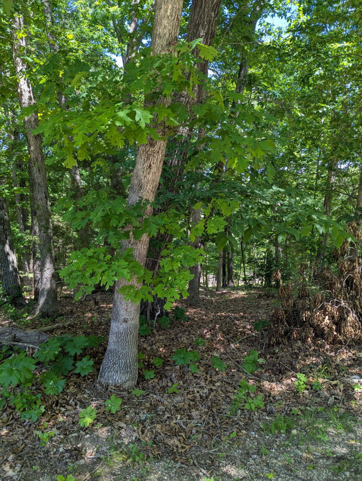 000 Fine Drive Property Photo 3