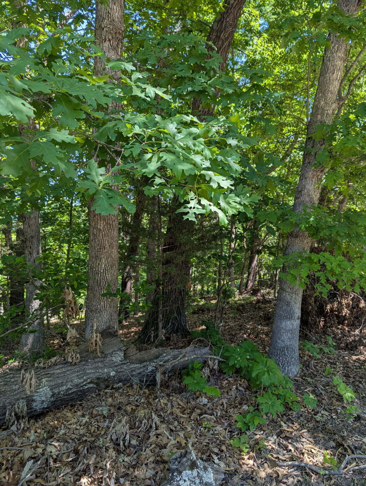 000 Fine Drive Property Photo 6