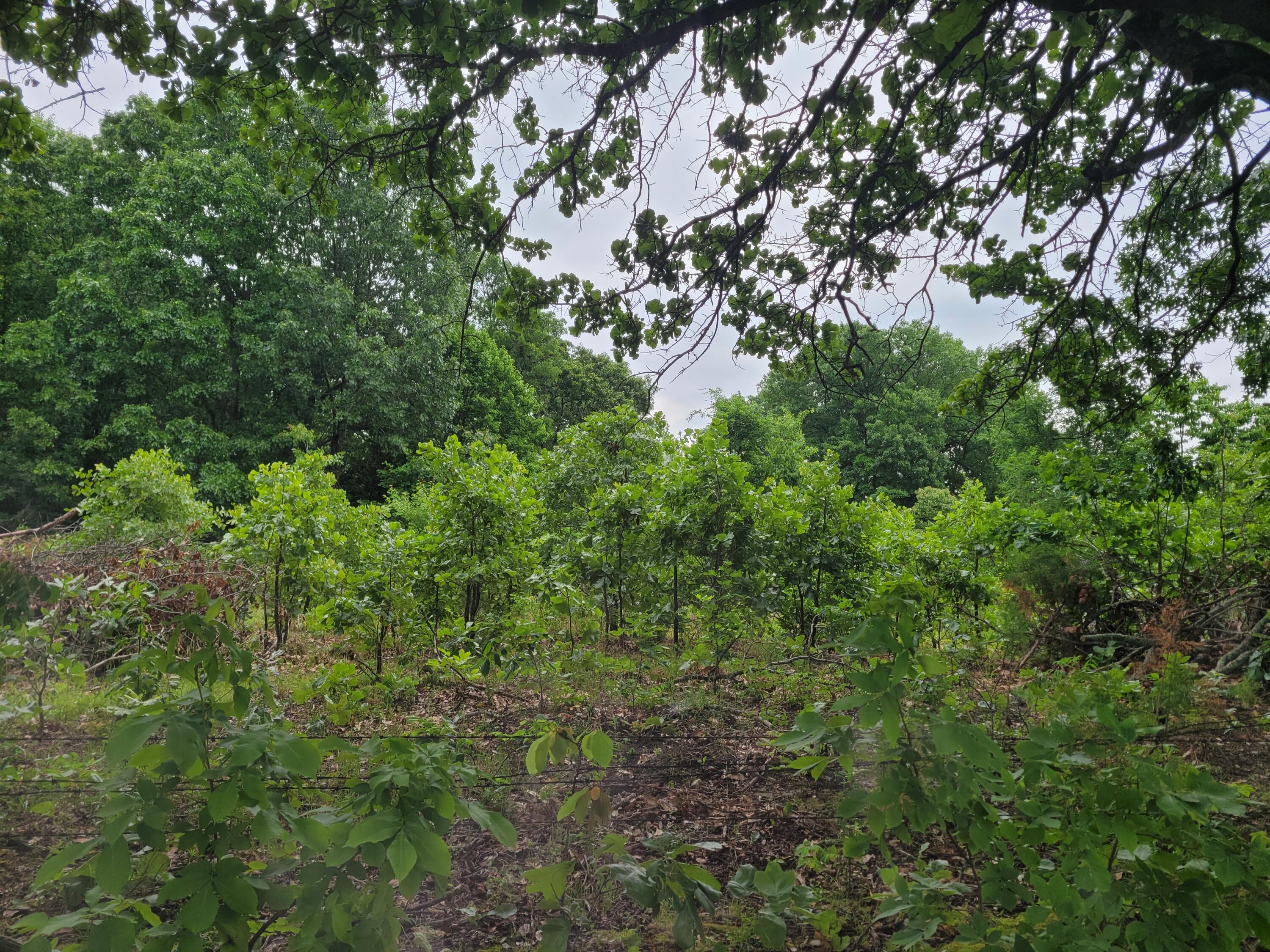 Tbd N-325 Property Photo 3