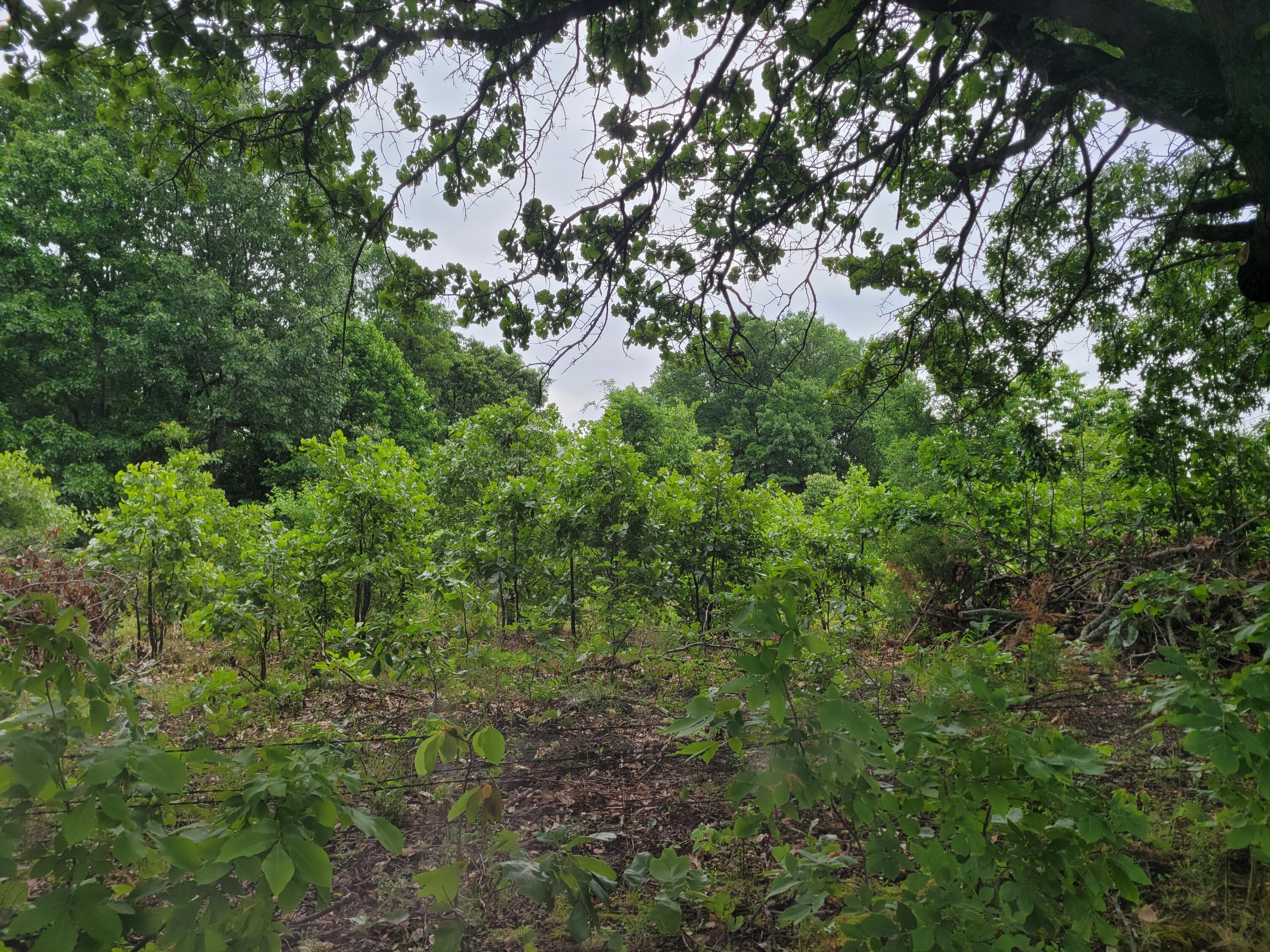 Tbd N-325 Property Photo 5