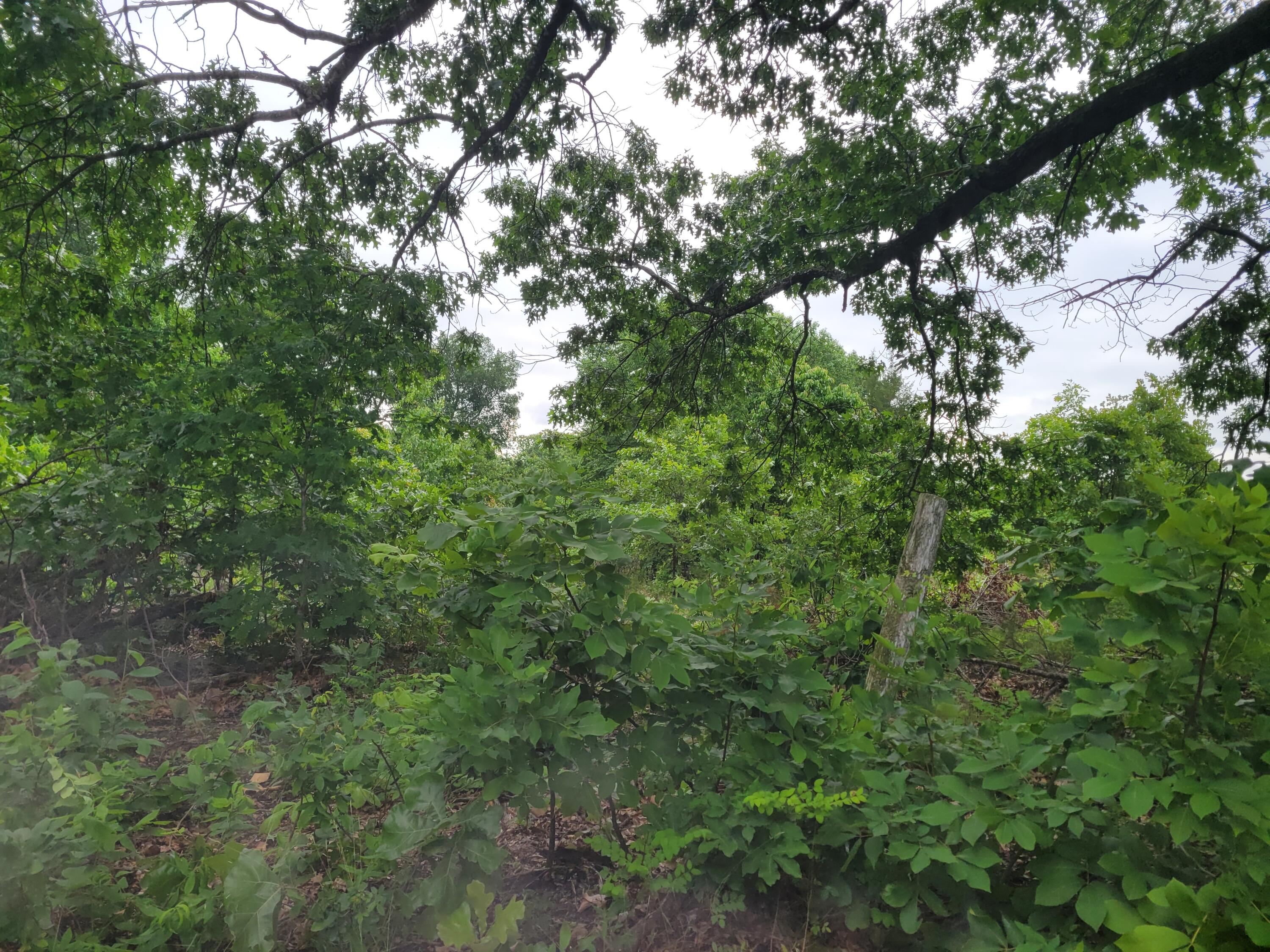 Tbd N-325 Property Photo 6