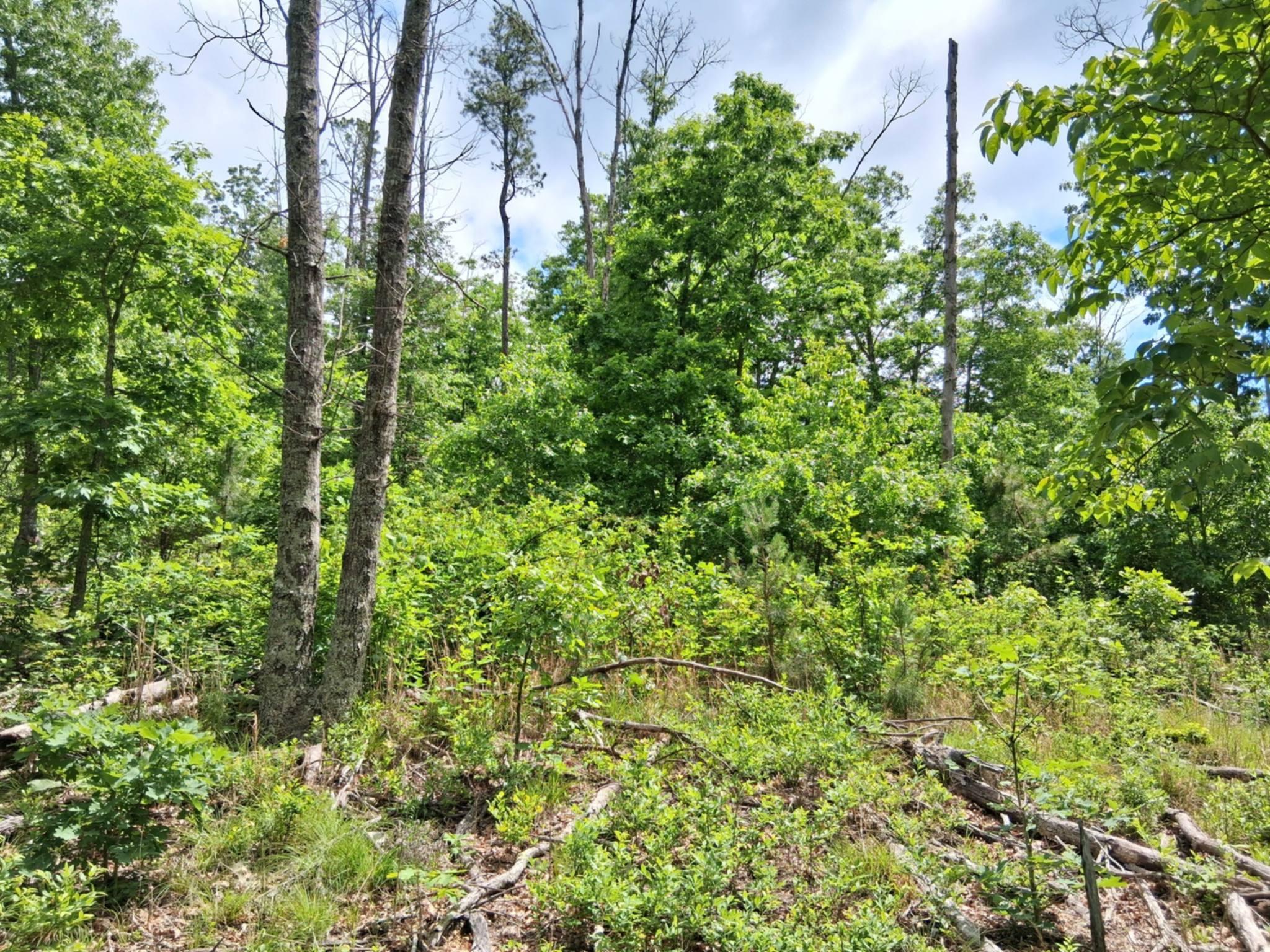 Tbd Golden Drive Property Photo 6