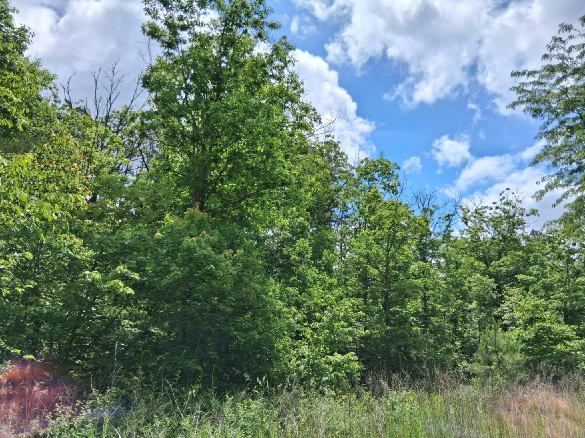 Tbd Golden Drive Property Photo 10