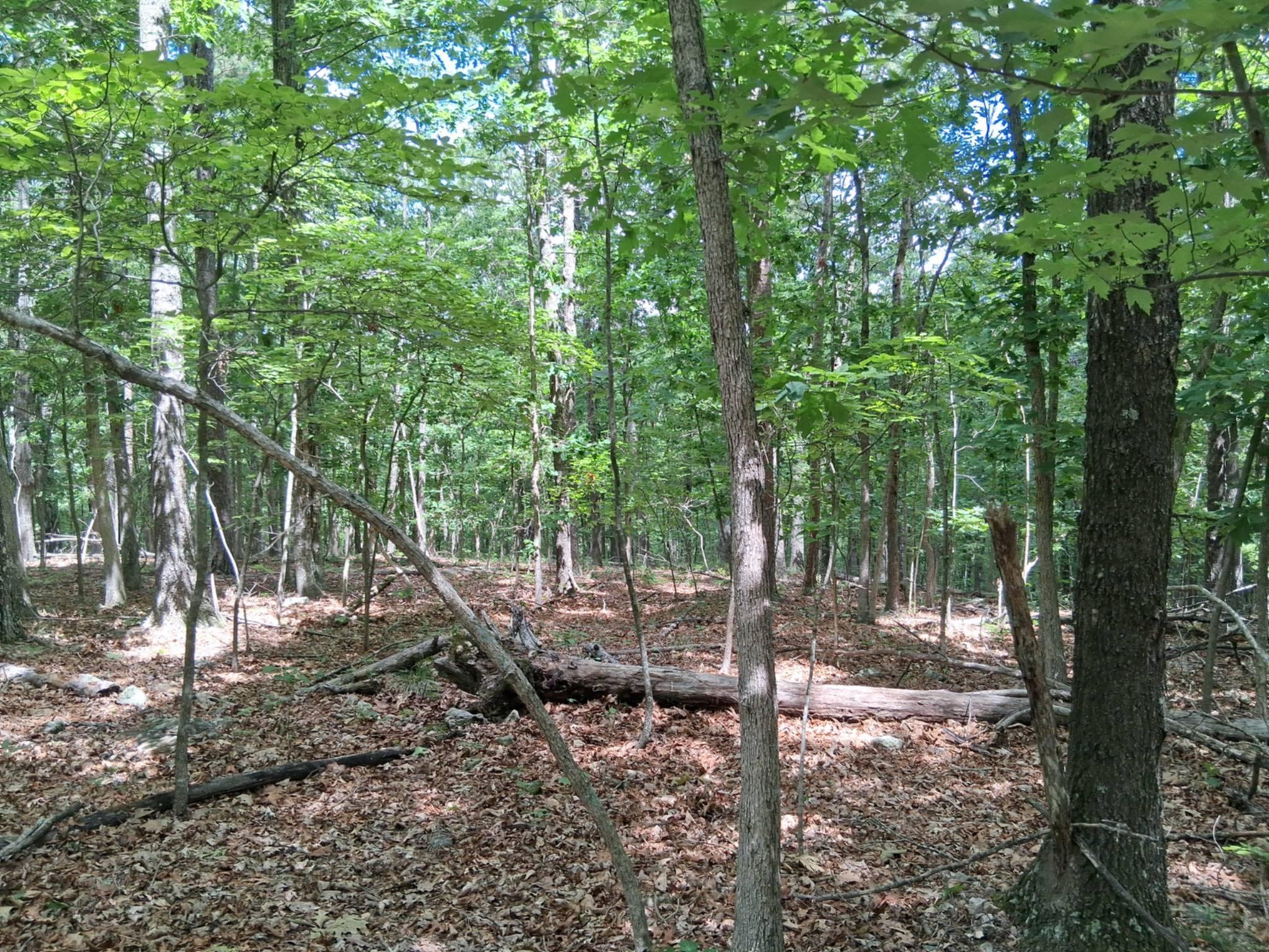 Tbd Golden Drive Property Photo 19