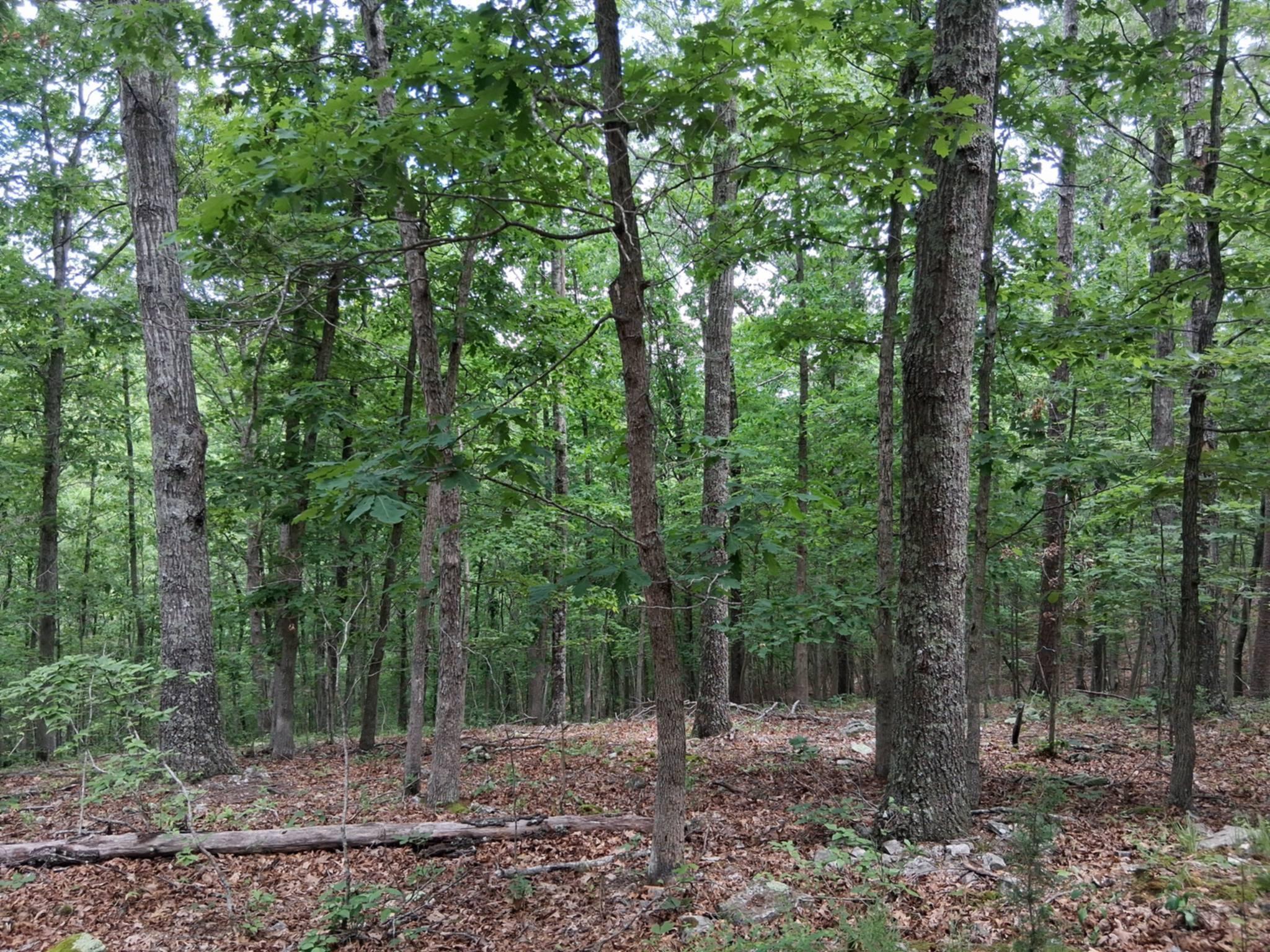Tbd Golden Drive Property Photo 23