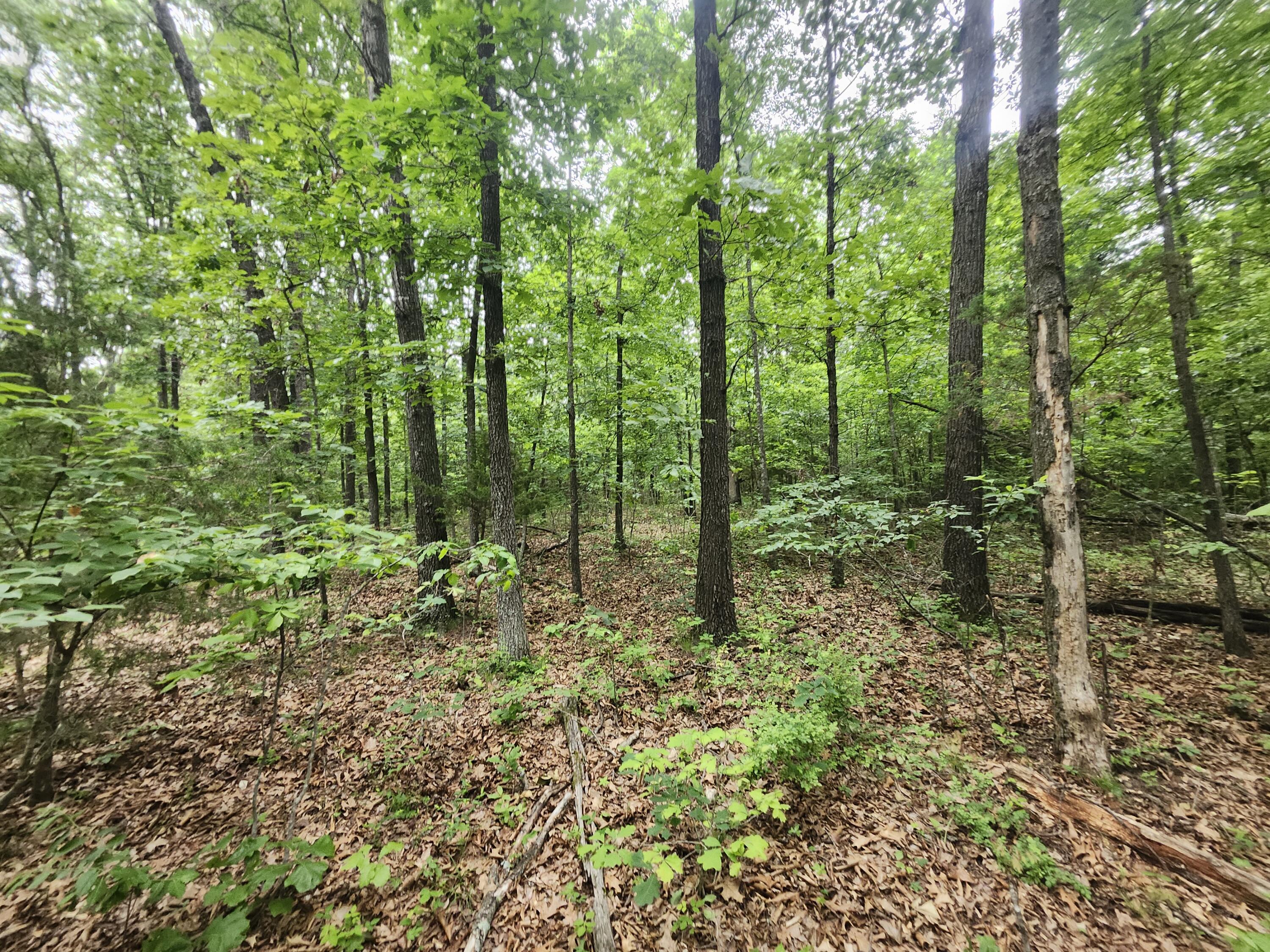 5853 Missouri 5 Property Photo 4