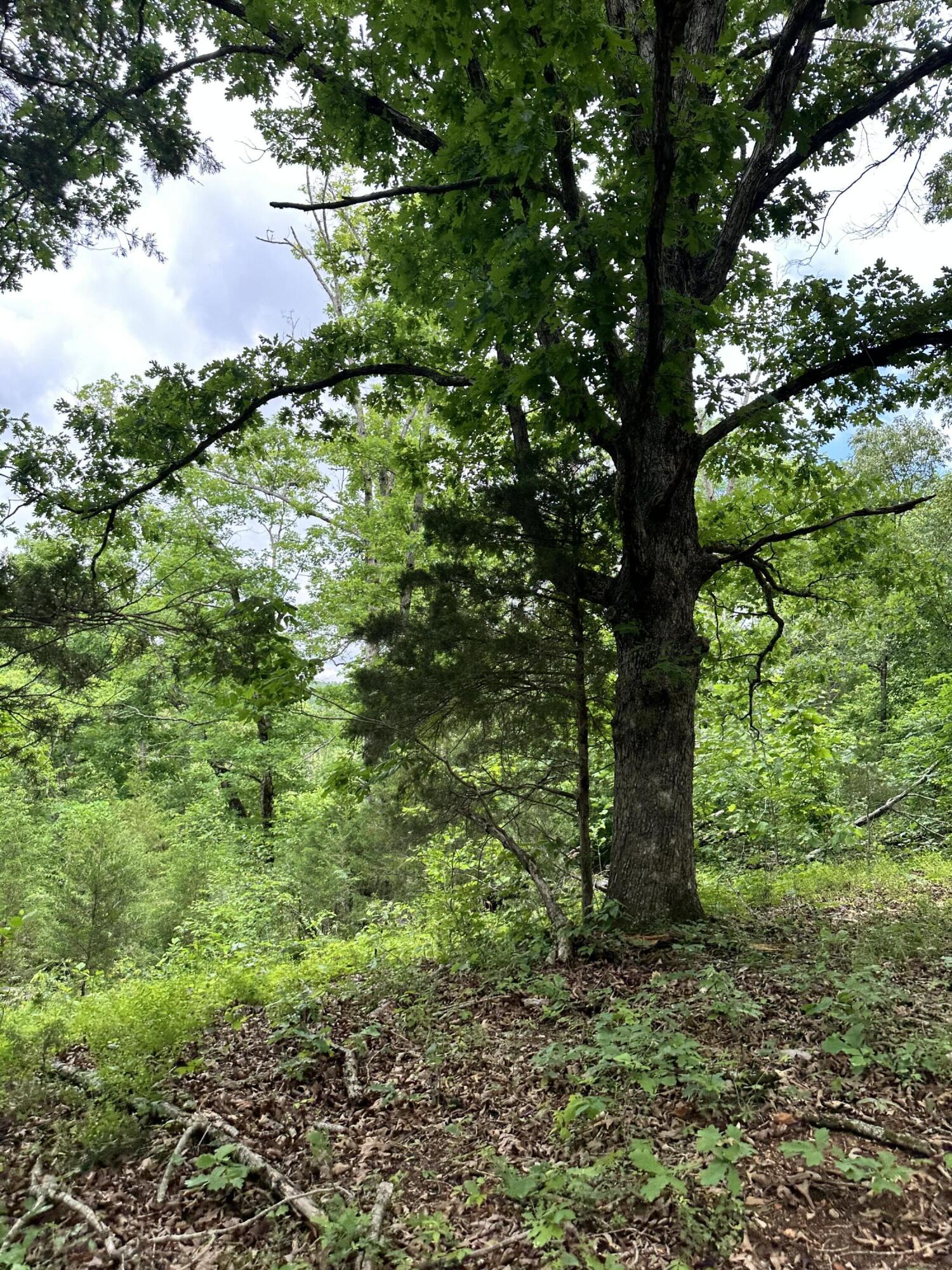 213 Trace Creek Trail Property Photo 40