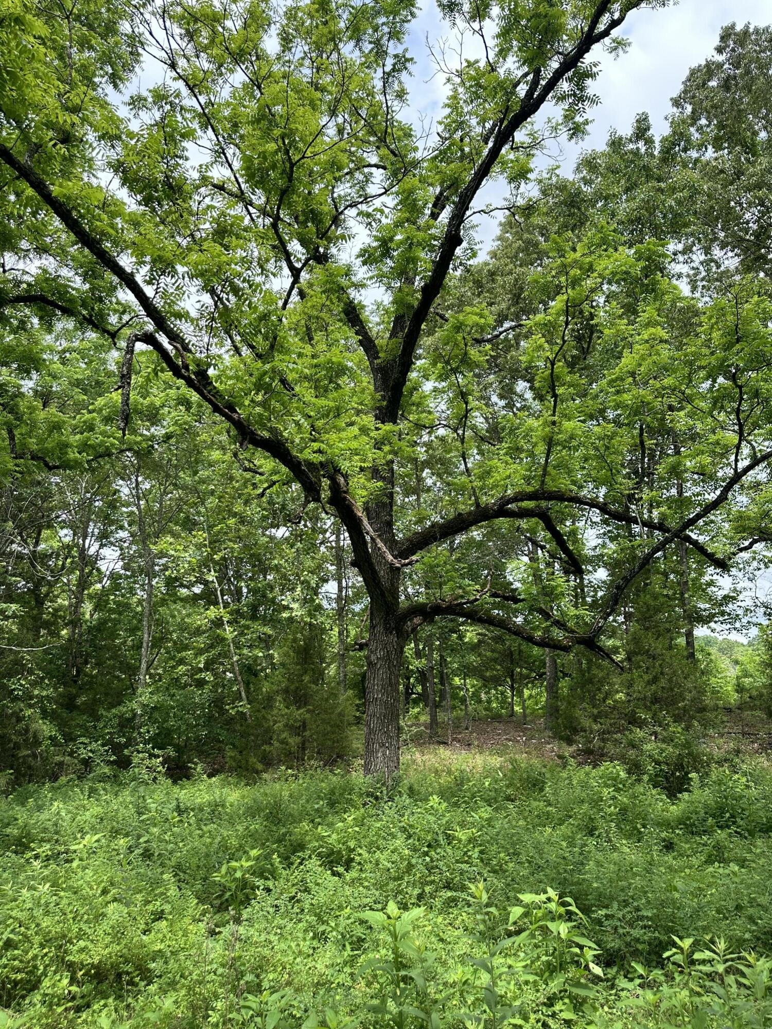 213 Trace Creek Trail Property Photo 41