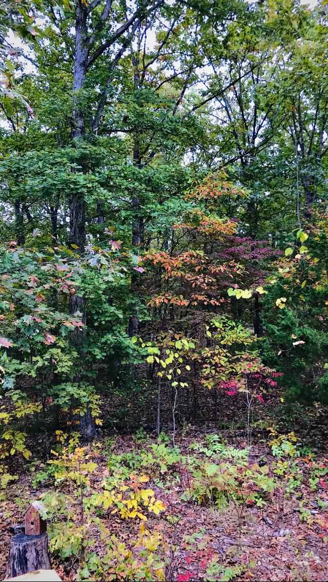 123 County Road 815 Property Photo 62