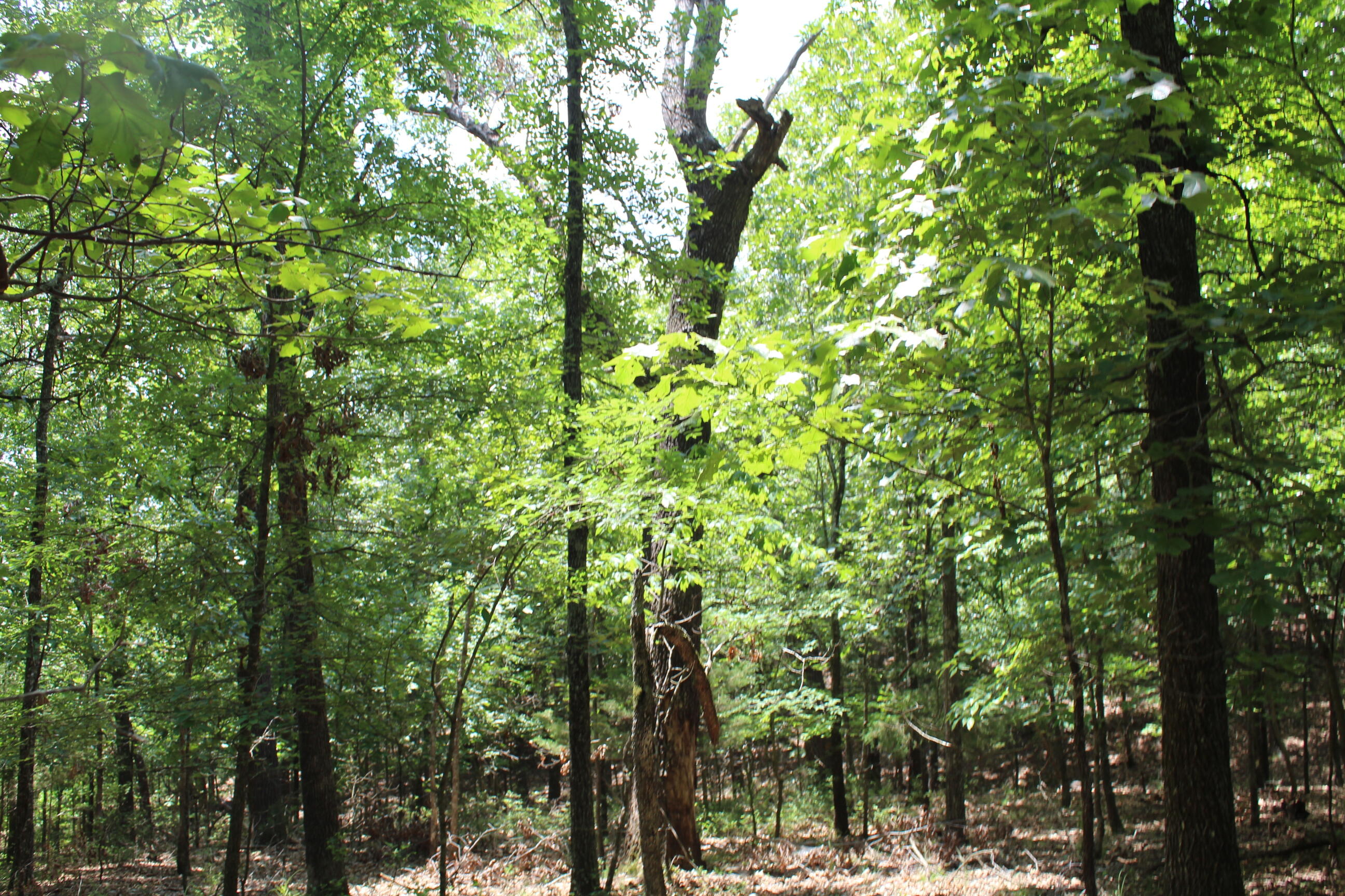 000 Old Mill Drive Block 5 Lot 9b Property Photo 4