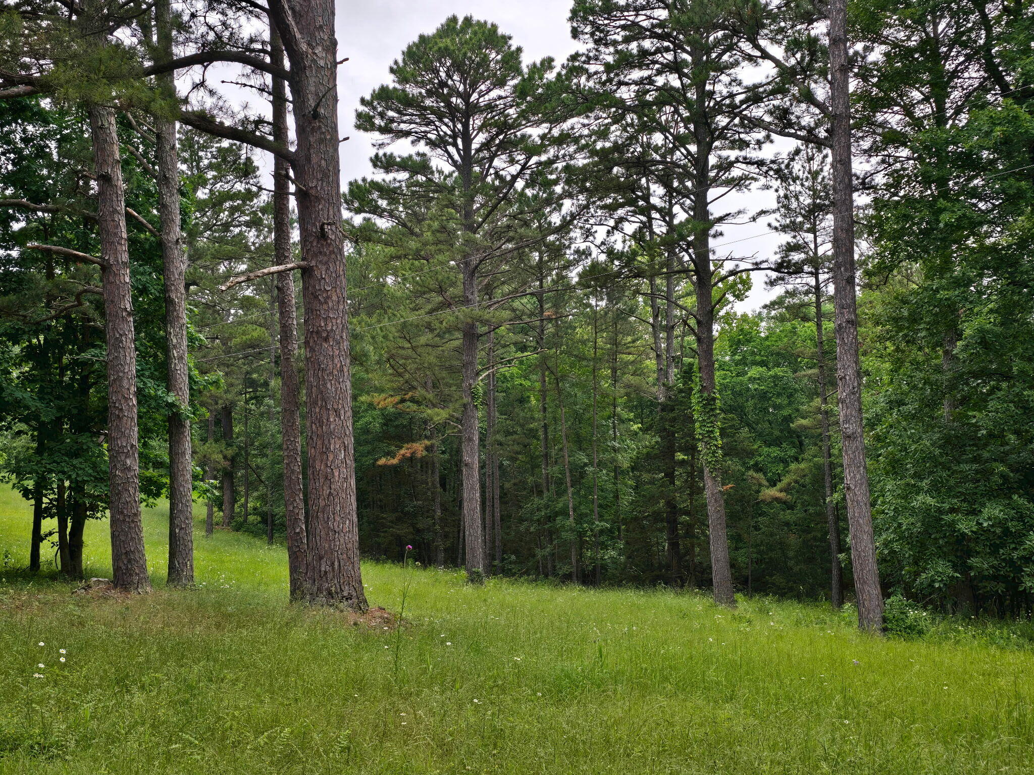 9723 Highway E Property Photo 66