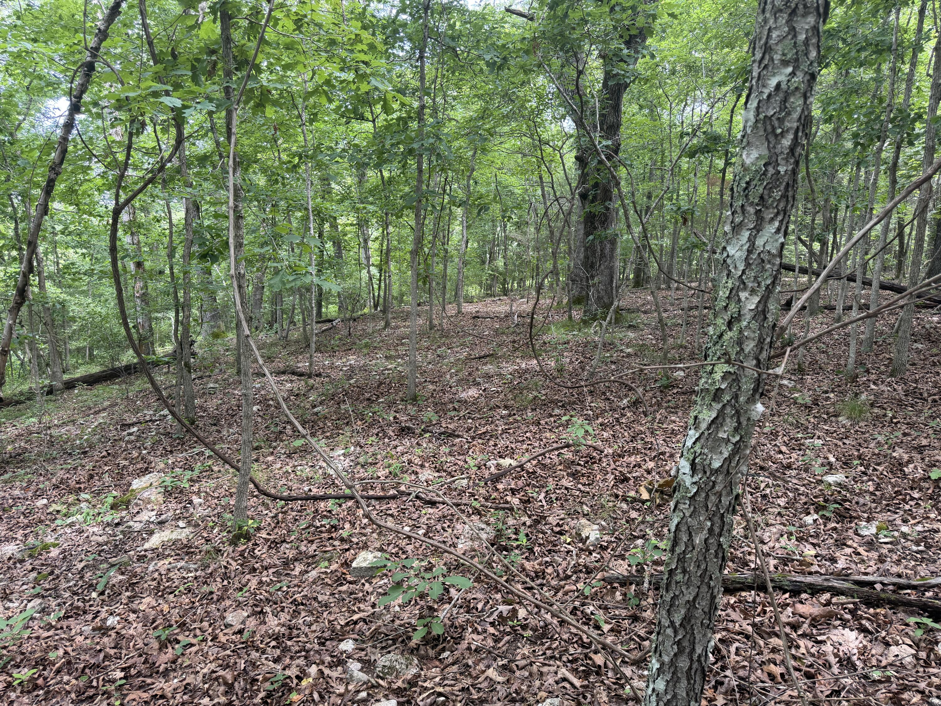 000 County Road 318 Lot 7 Property Photo 3