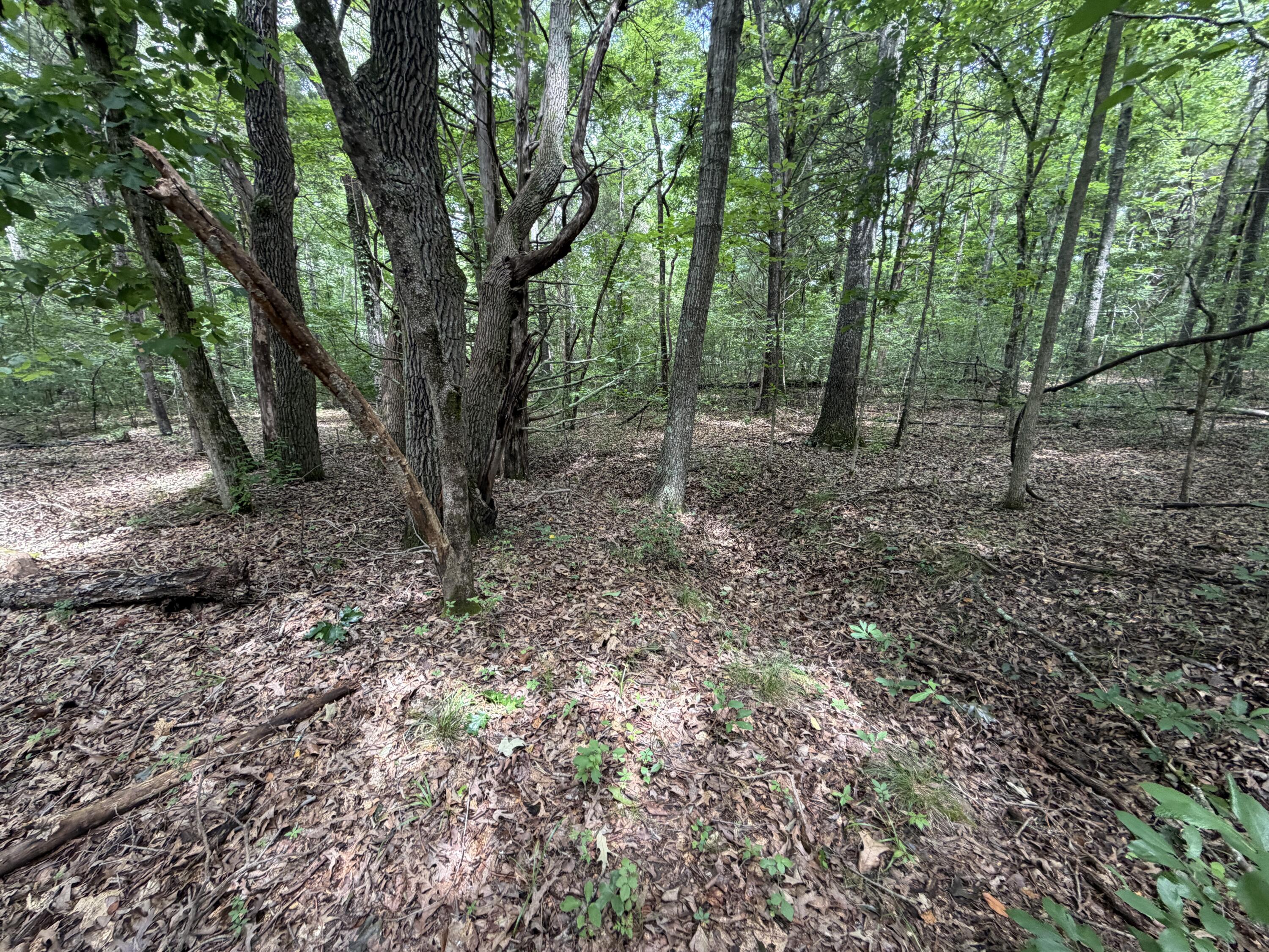 000 County Road 318 Lot 7 Property Photo 4