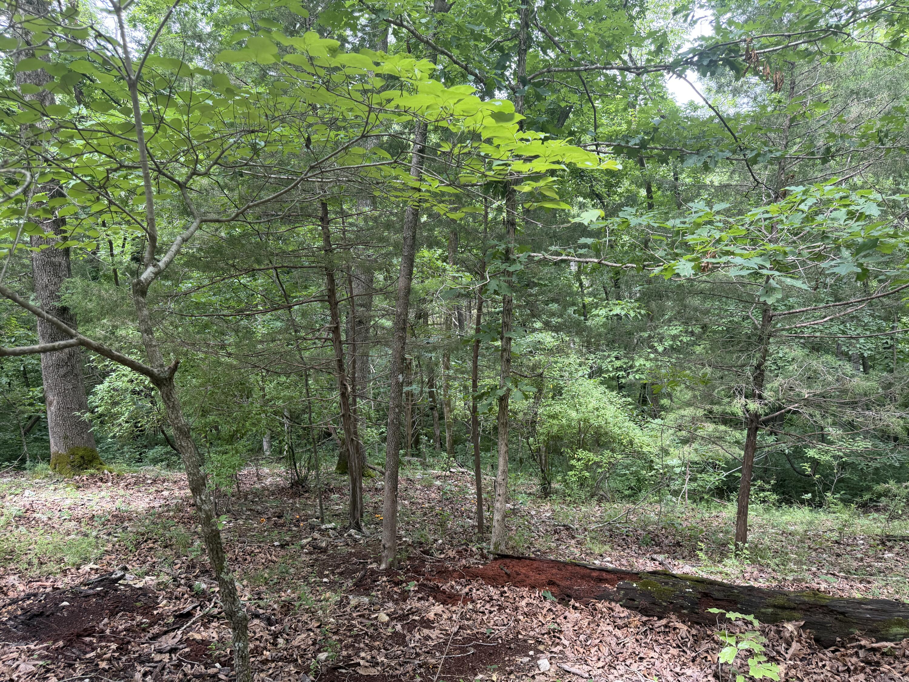 000 County Road 318 Lot 7 Property Photo 5