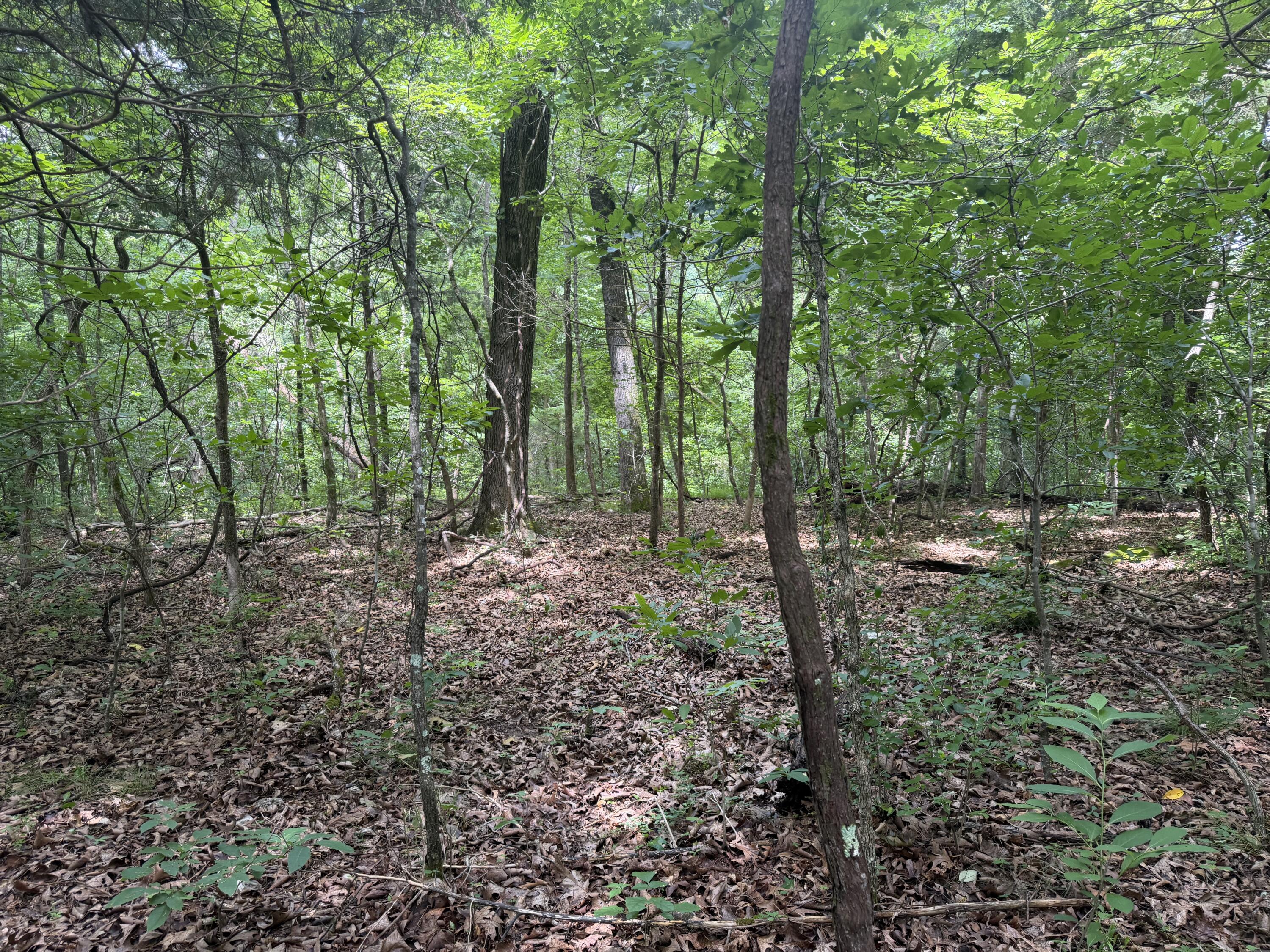000 County Road 318 Lot 7 Property Photo 10