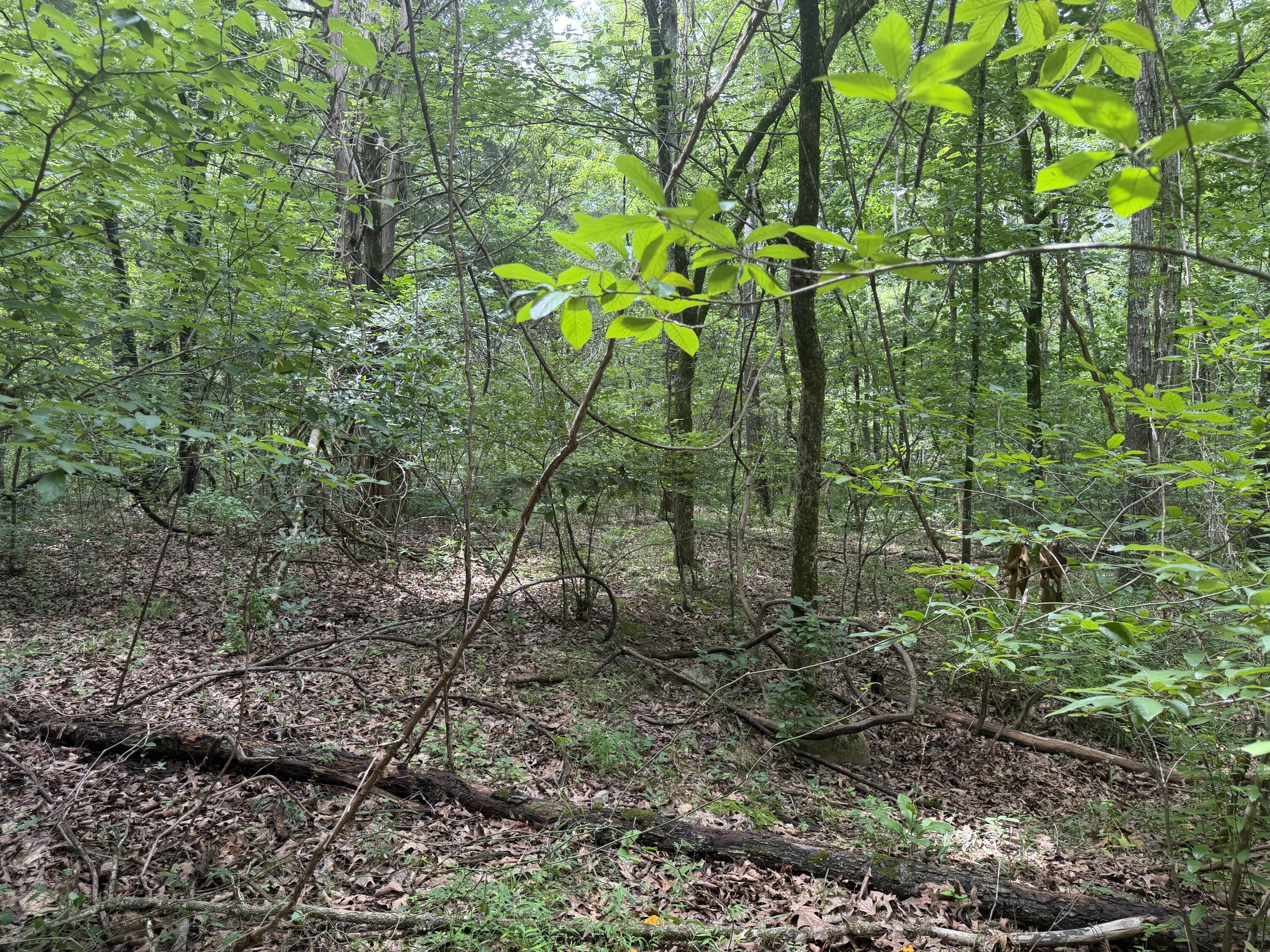 000 County Road 318 Lot 7 Property Photo 12