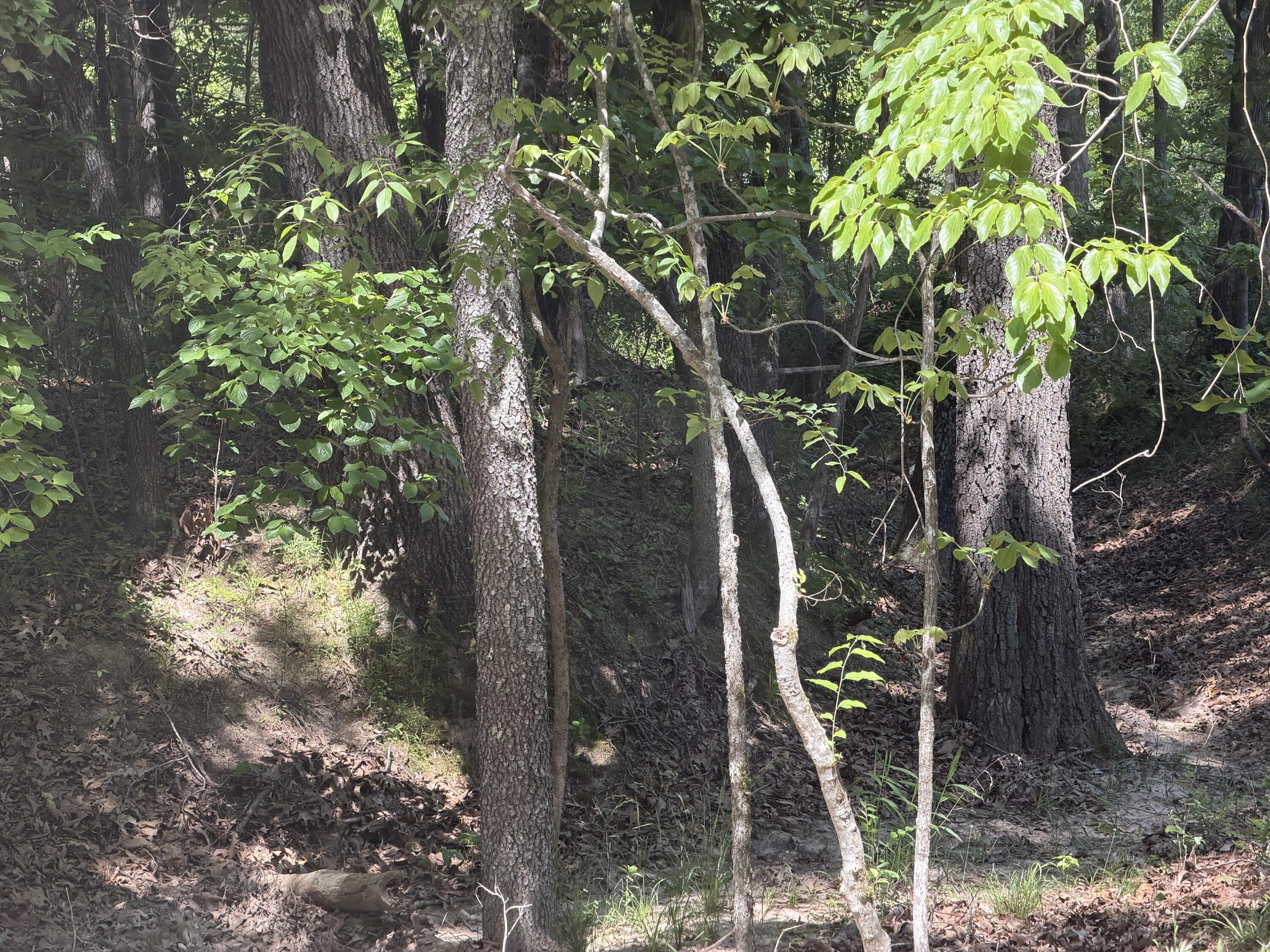 000 County Road 318 Lot 7 Property Photo 22