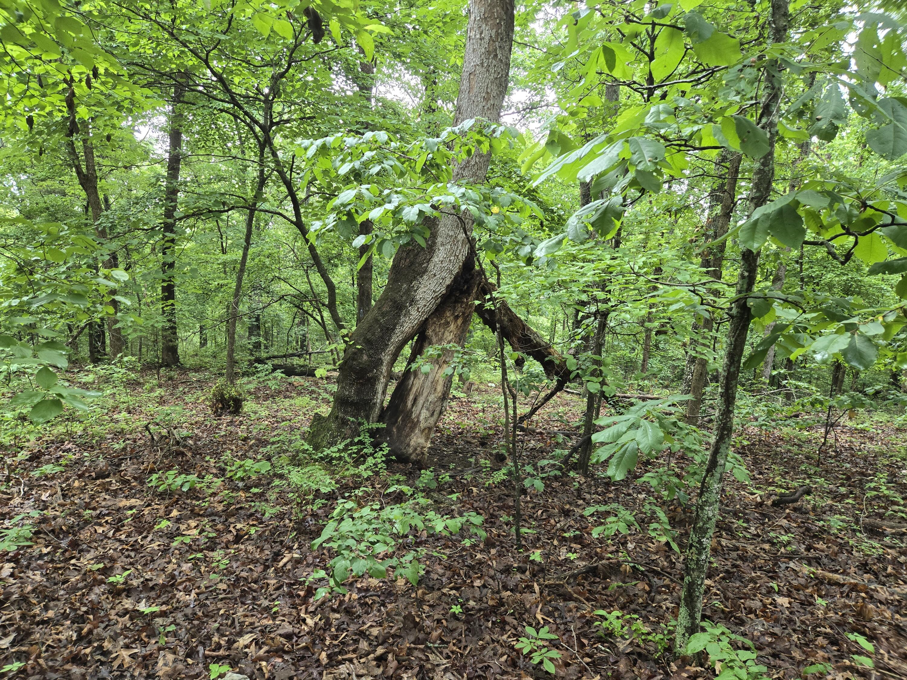 000 State Route Yy Property Photo 5