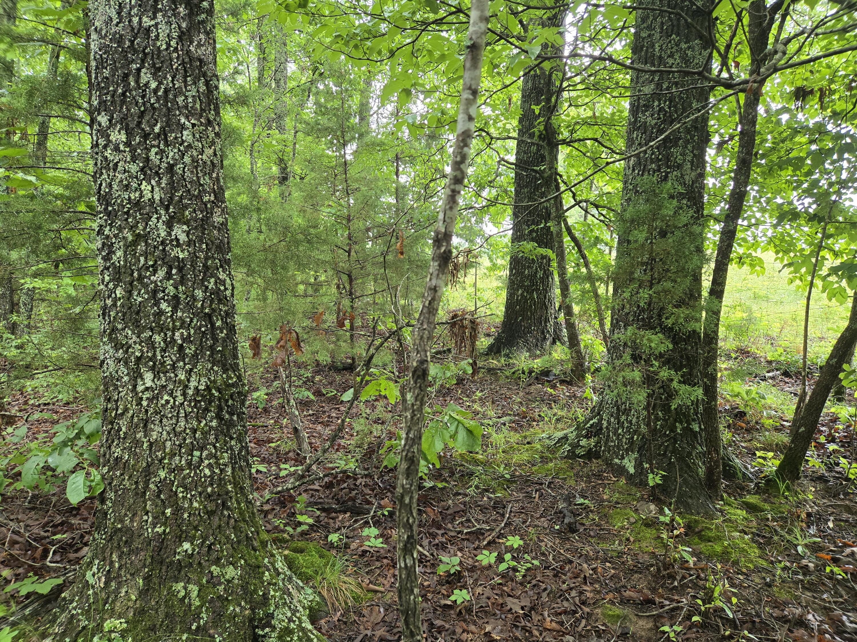 000 State Route Yy Property Photo 8