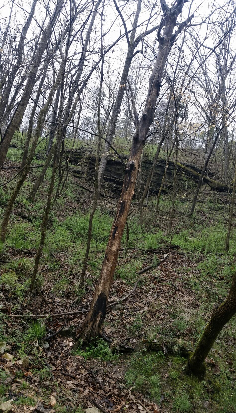 Tbd Railey Creek Property Photo 21