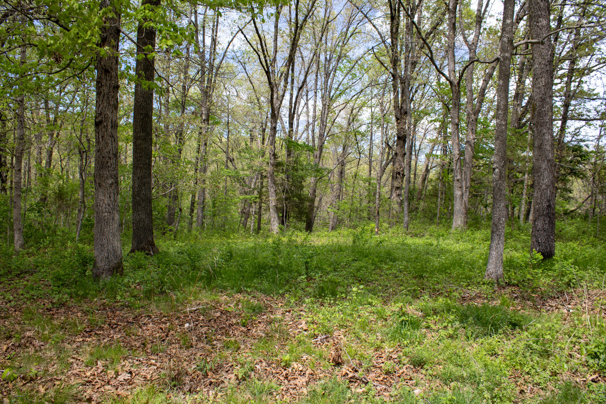 370 Hayes Spring Drive Property Photo 16
