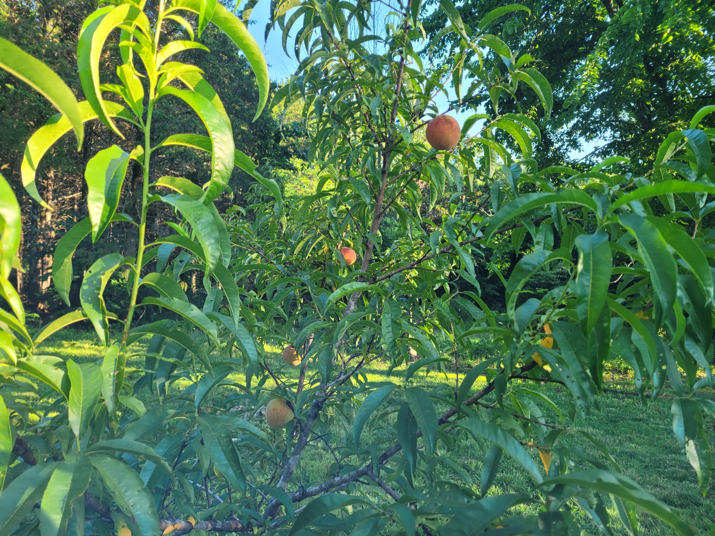2017 County Road 342 Property Photo 31