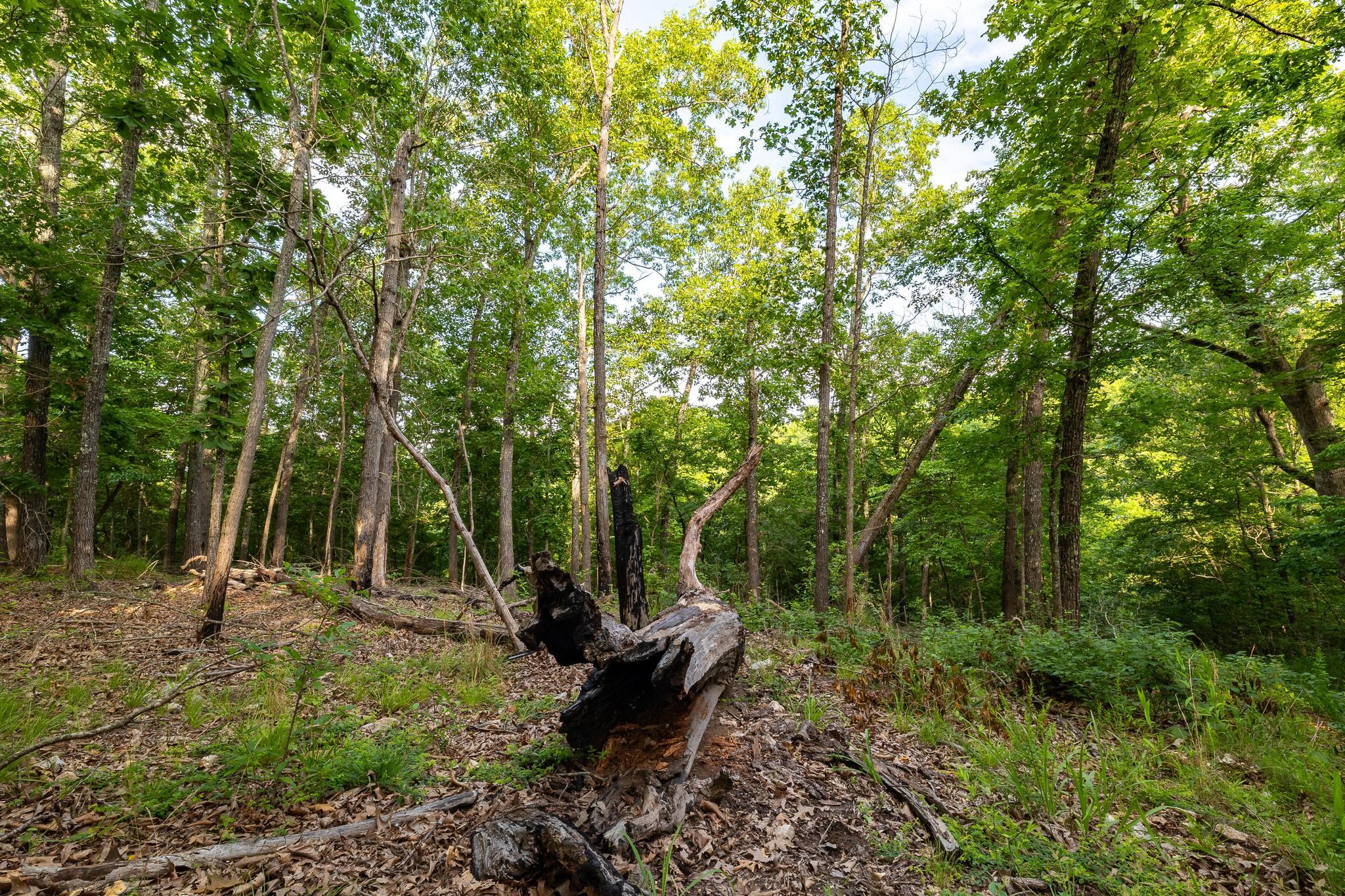 225 Cory's Trail Property Photo 87