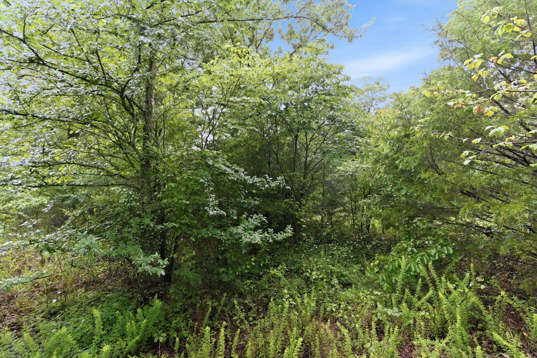 Lot 139 Beechwood Drive Property Photo 6