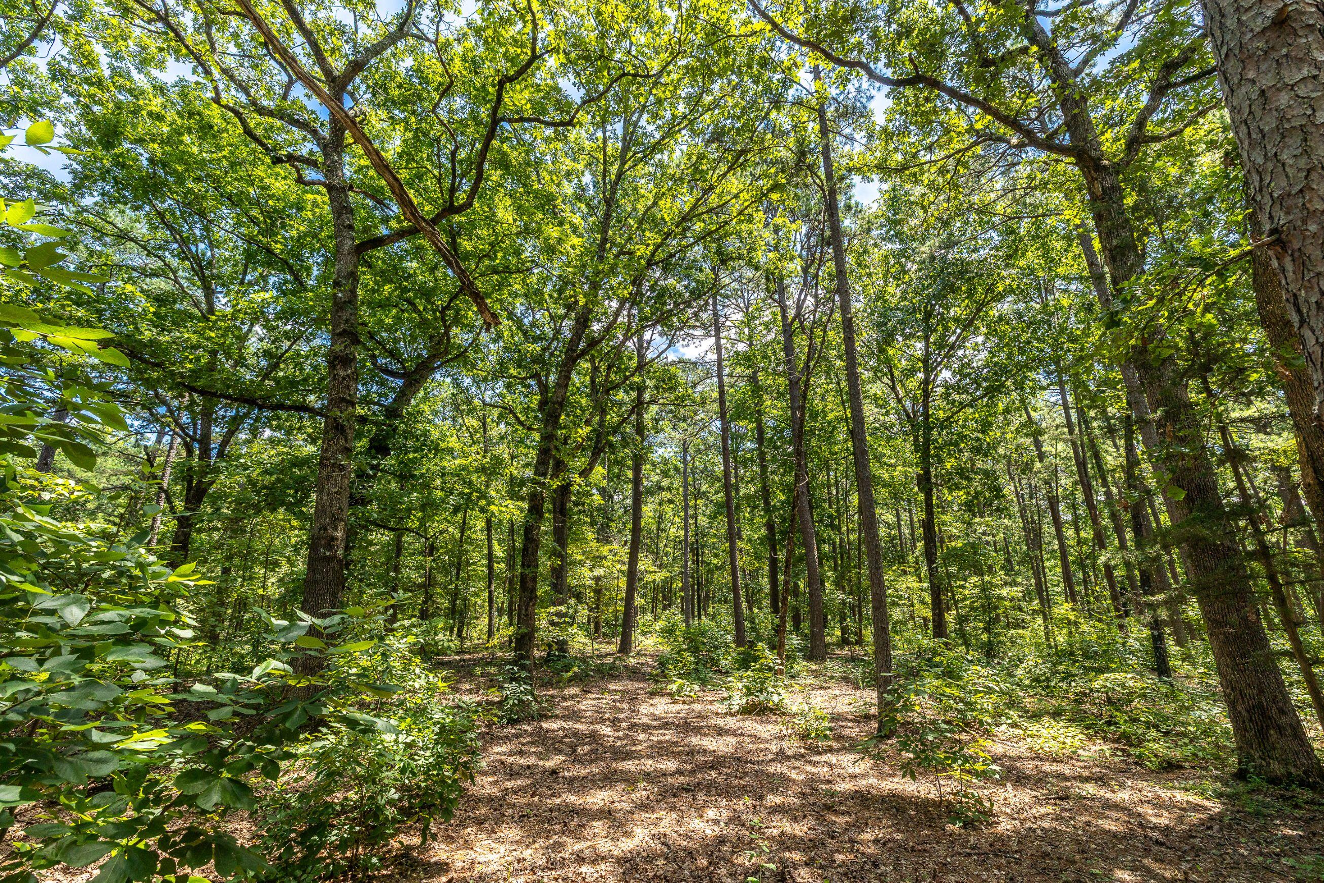 11545 Slaughter Road Property Photo 51