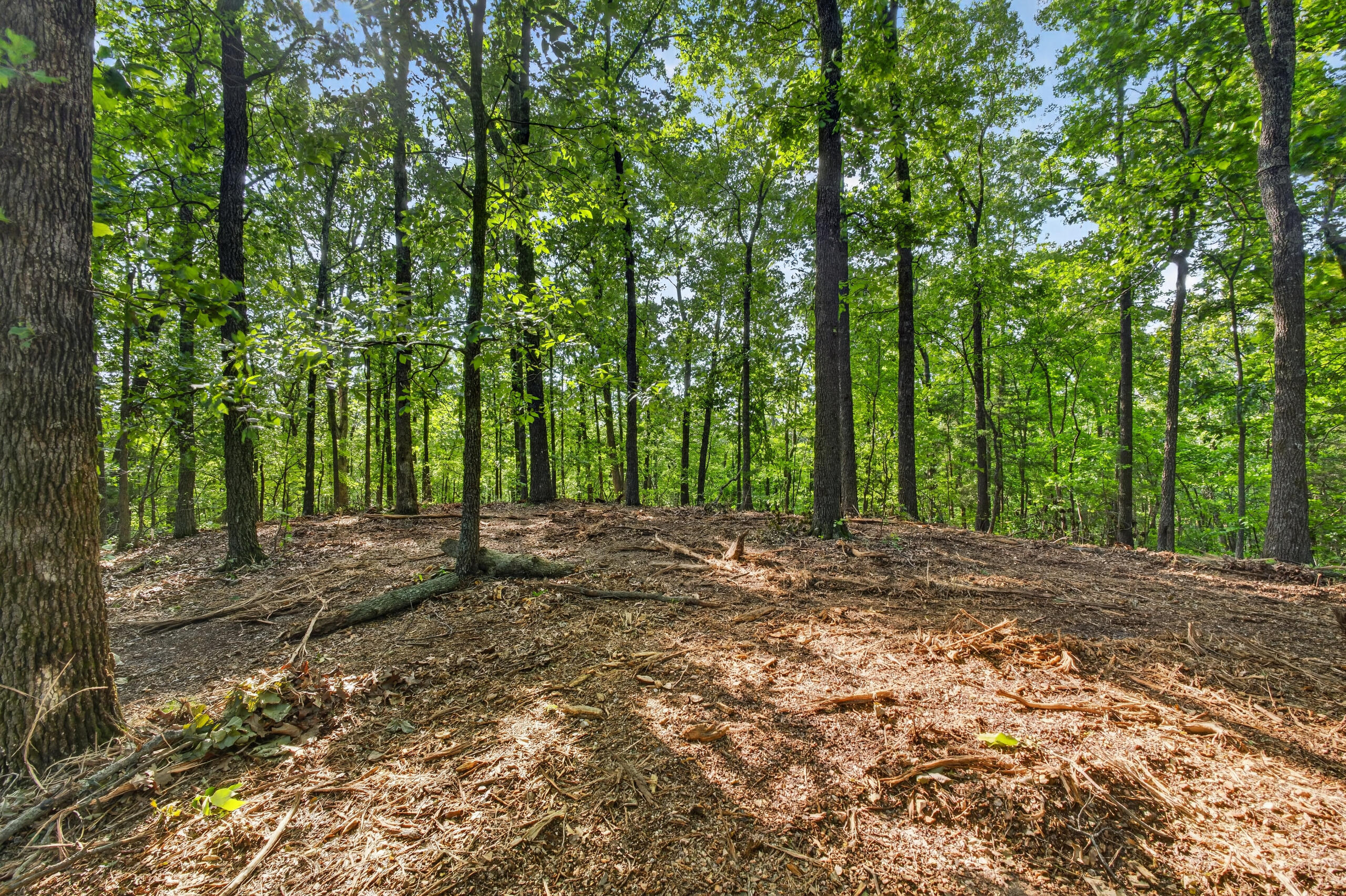 006 Cantrell Road Property Photo 17